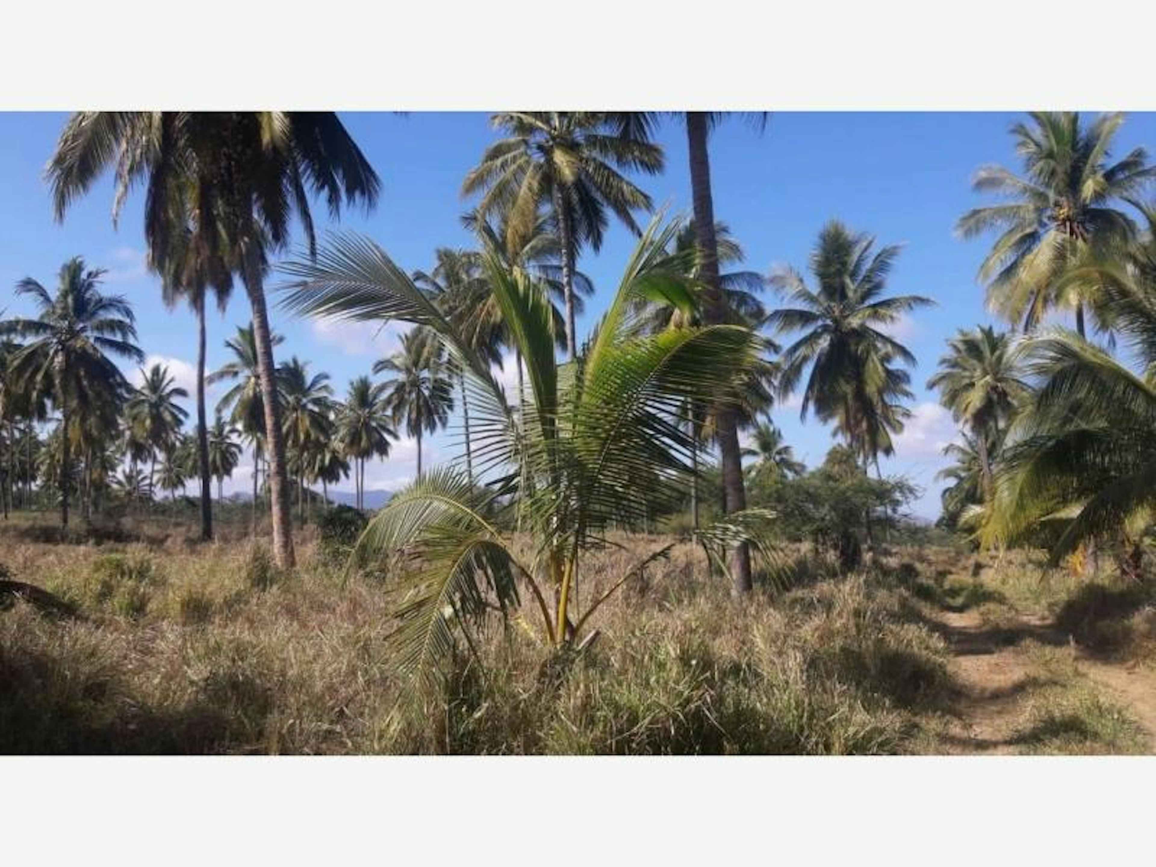 Terreno En Venta En Cerro De Ortega, Tecomán, Colima