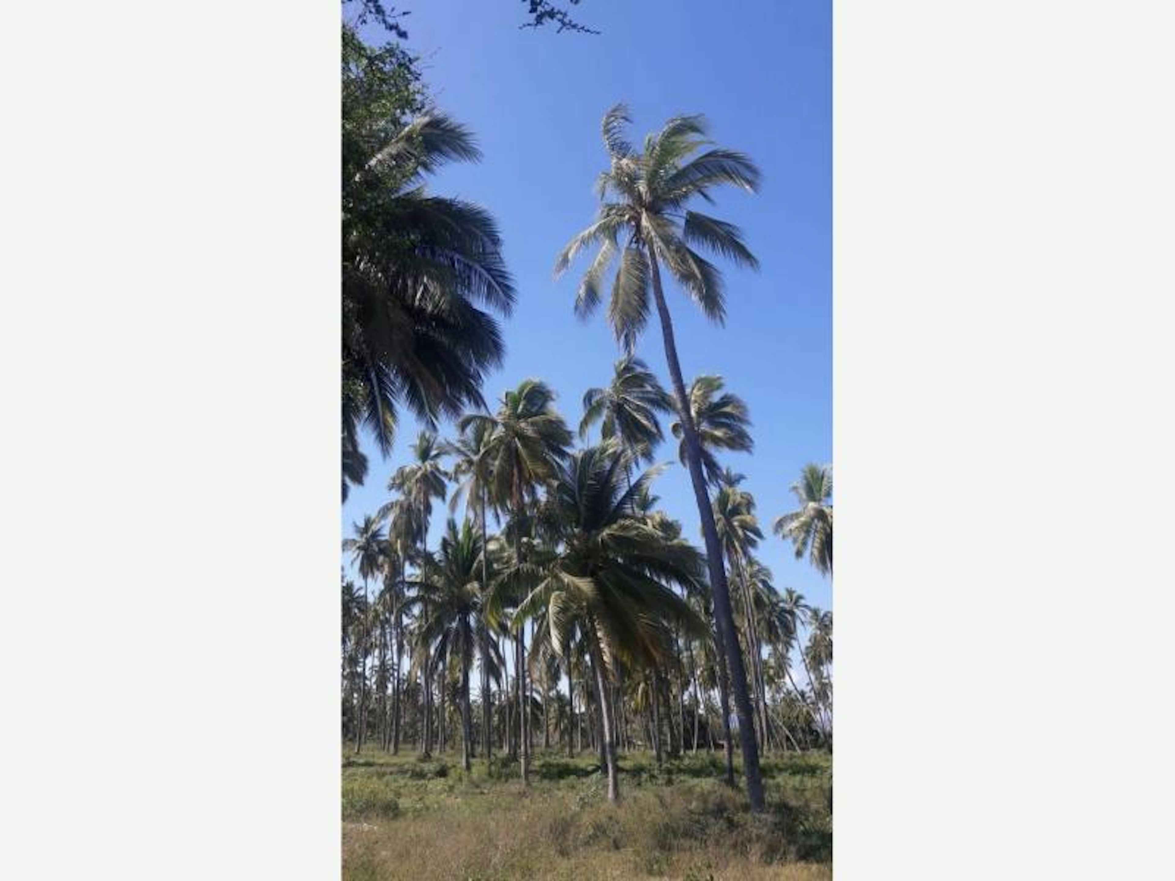 Terreno En Venta En Armeria Centro, Armería, Colima