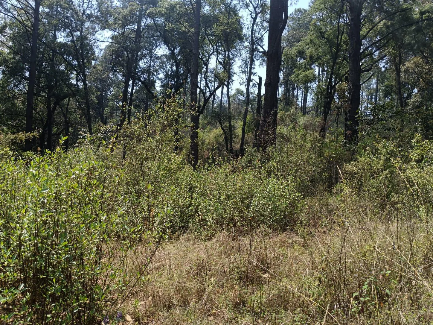 Terreno Spot2