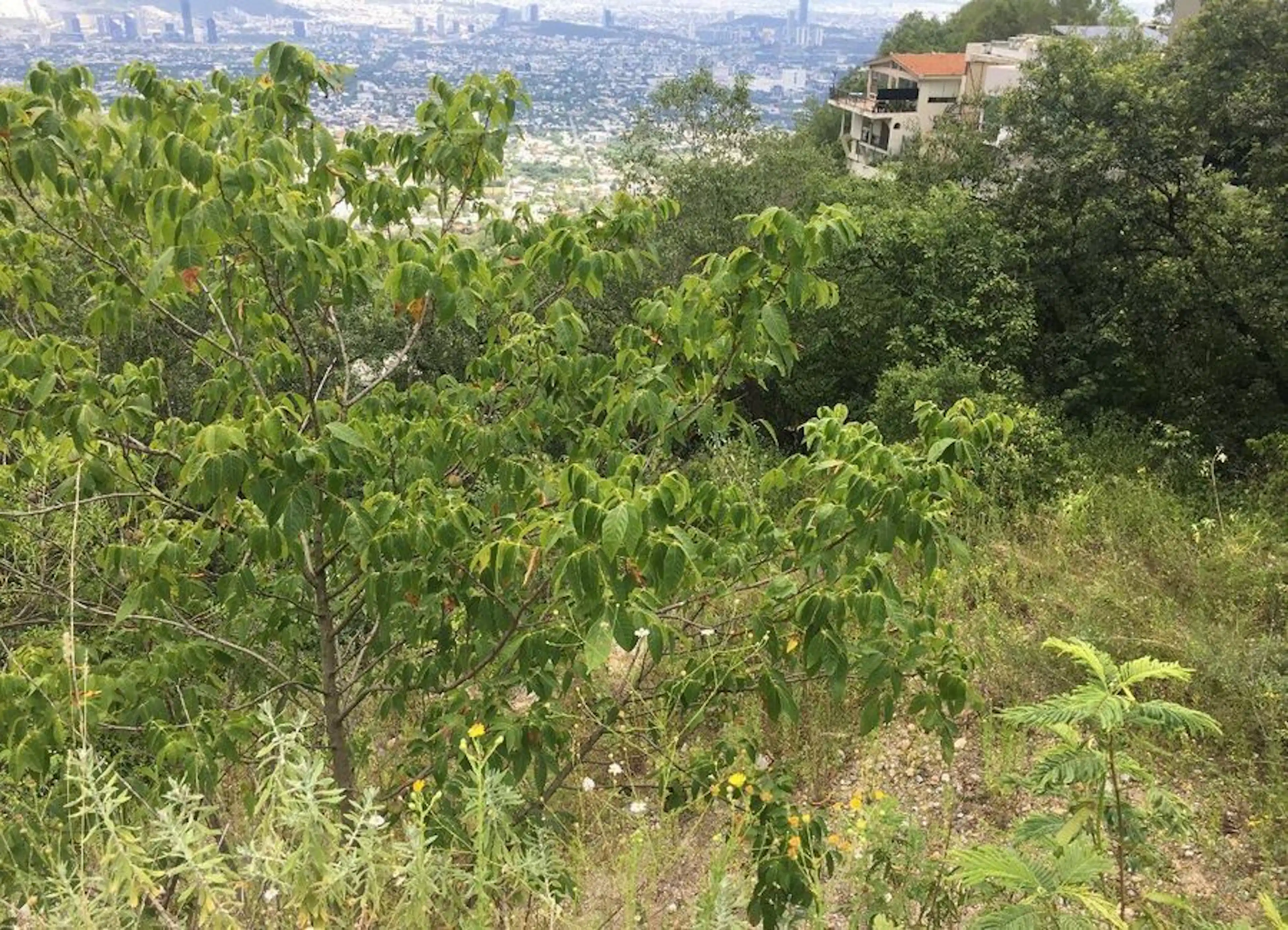 Terreno En Colinas De San Ángel