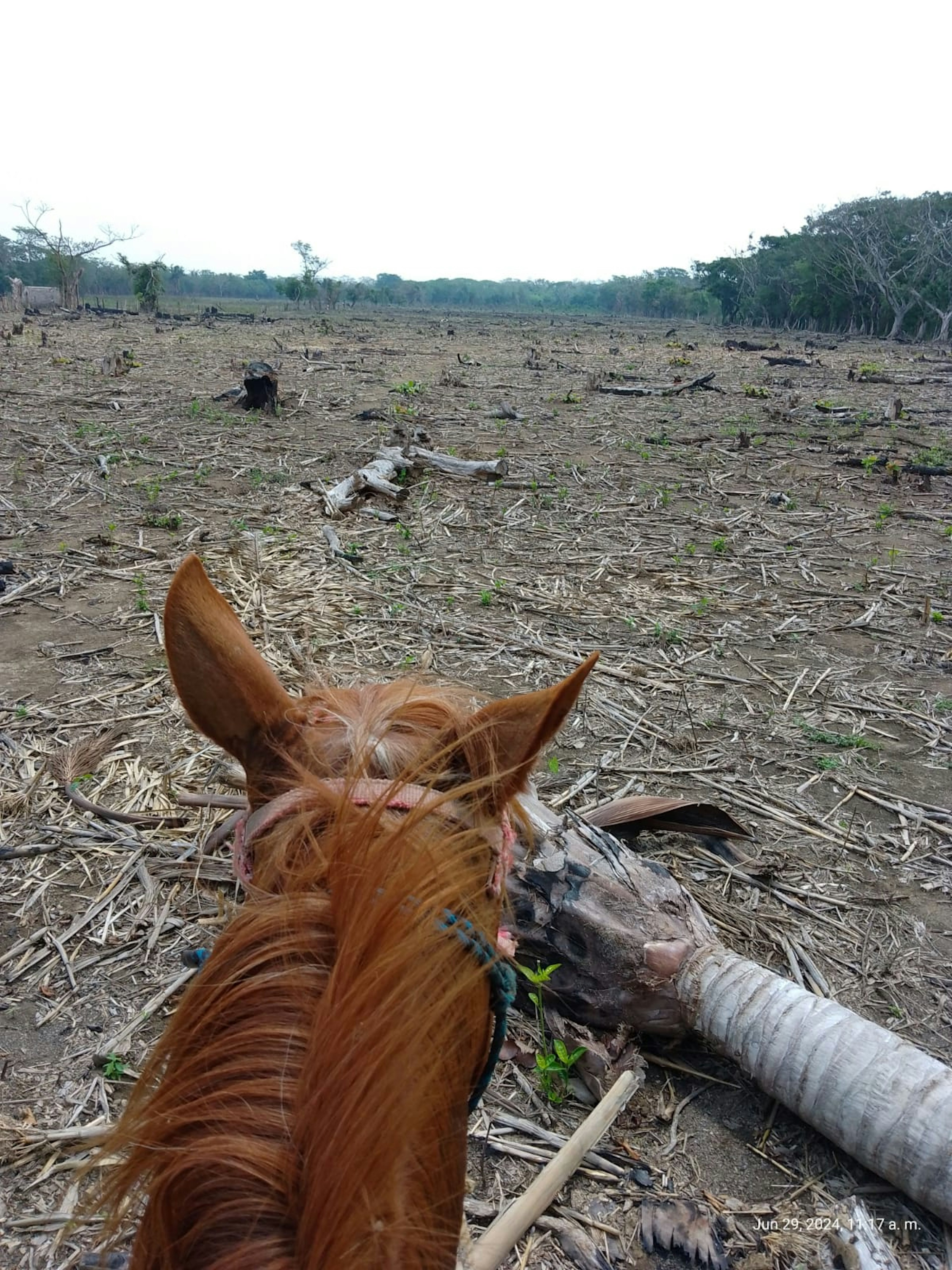 La imagen muestra un paisaje deforestado visto desde la perspectiva de un jinete a caballo. Se observa un terreno extenso y despejado, con restos de troncos y vegetación dispersa. Al fondo se ven algunos árboles que sobreviven en el borde del área talada. Esta escena podría representar la preparación de terrenos para futuros desarrollos inmobiliarios o agrícolas, aunque también evidencia la problemática de la deforestación.