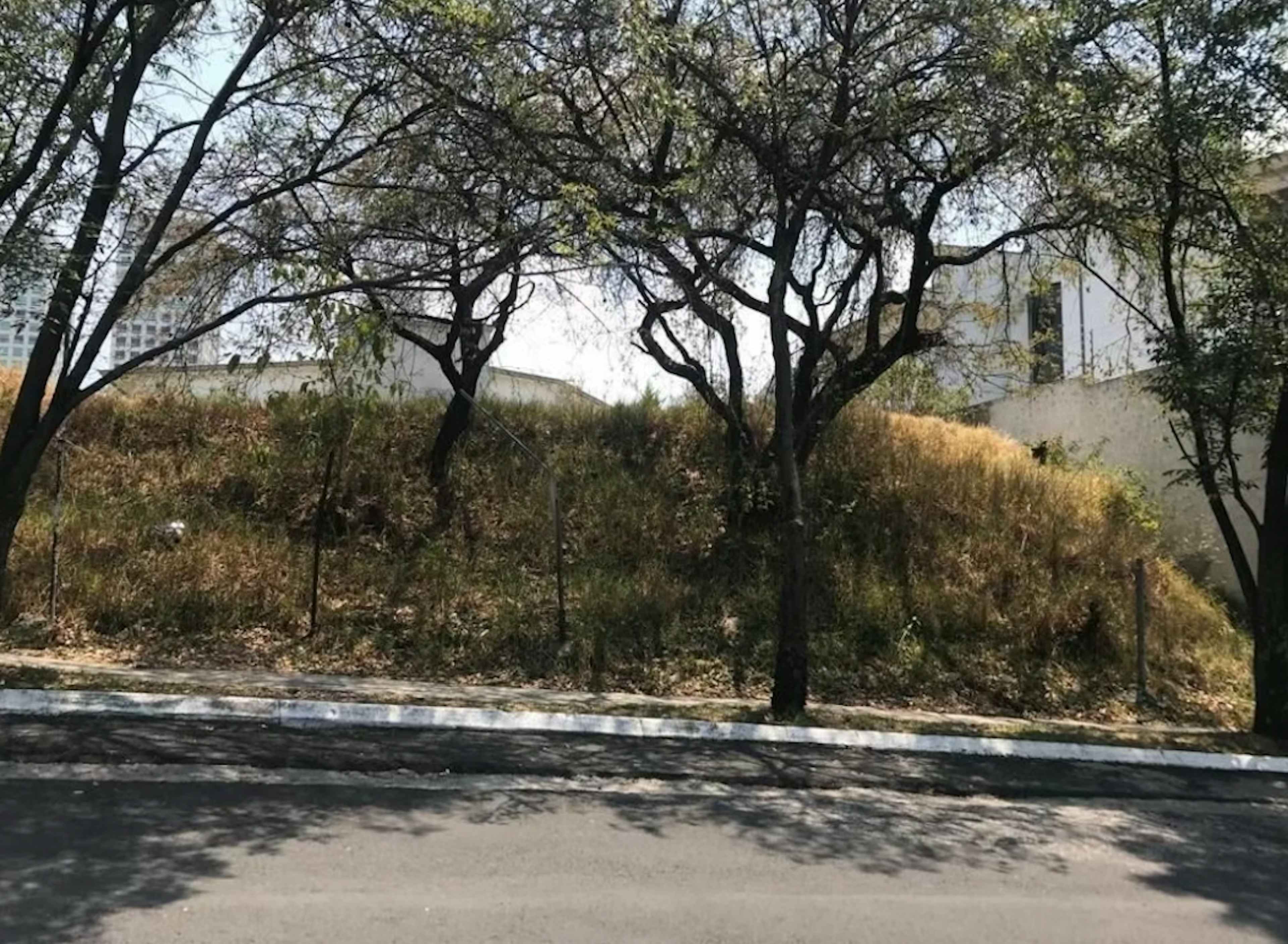 Bosque De Helechos 48