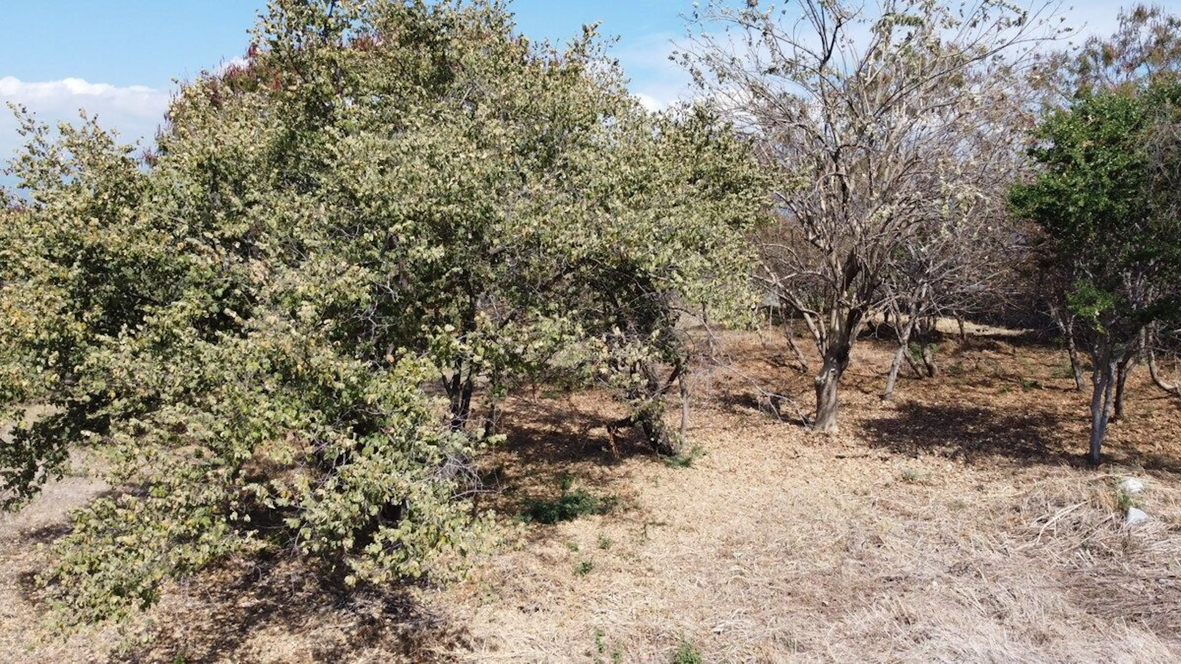 Venta De Terreno En El Fraccionamiento Tamoanchan Morelos