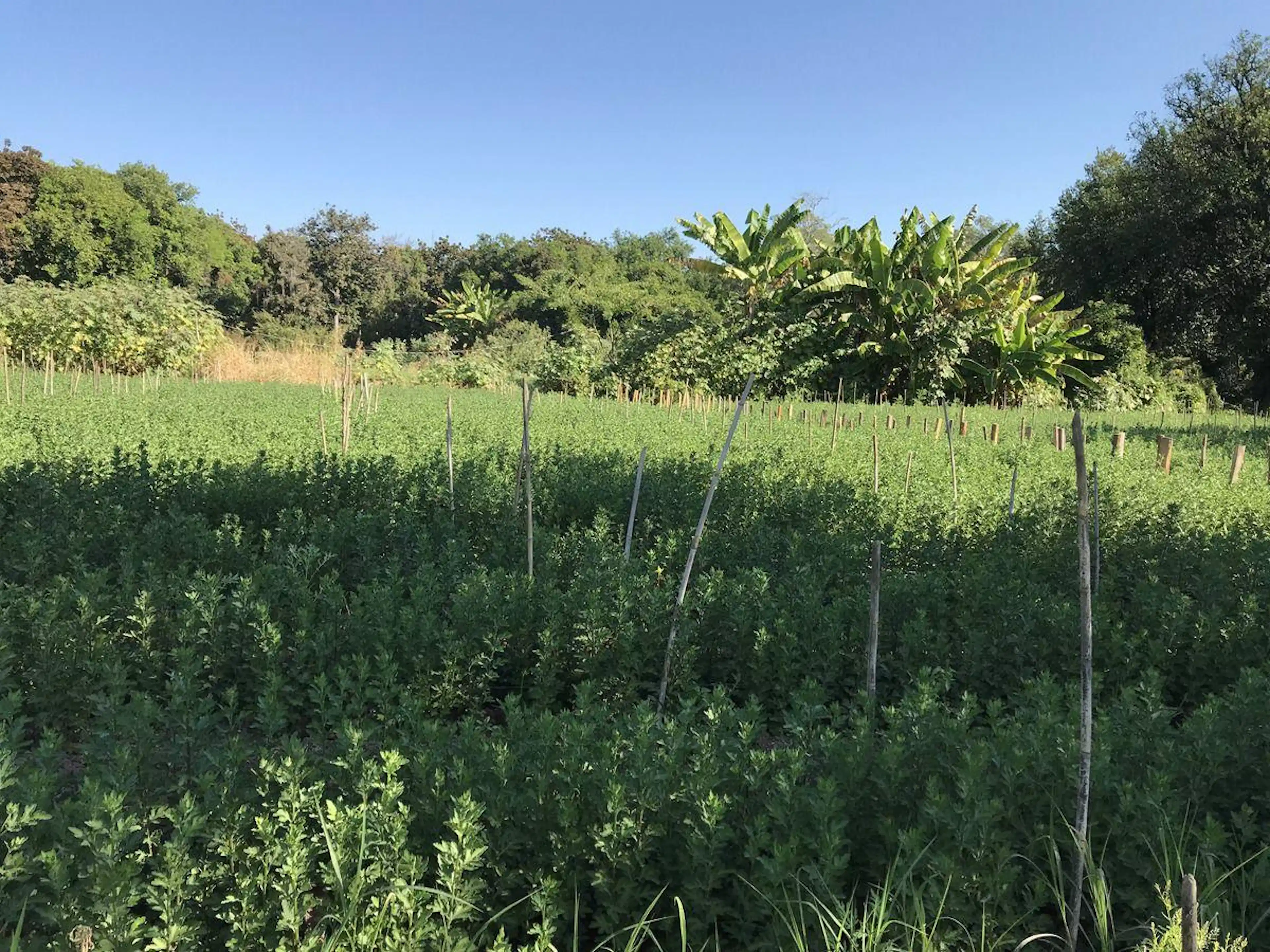 Terreno en Tetecala junto al rio, “Belleza natural” desde 300 m2