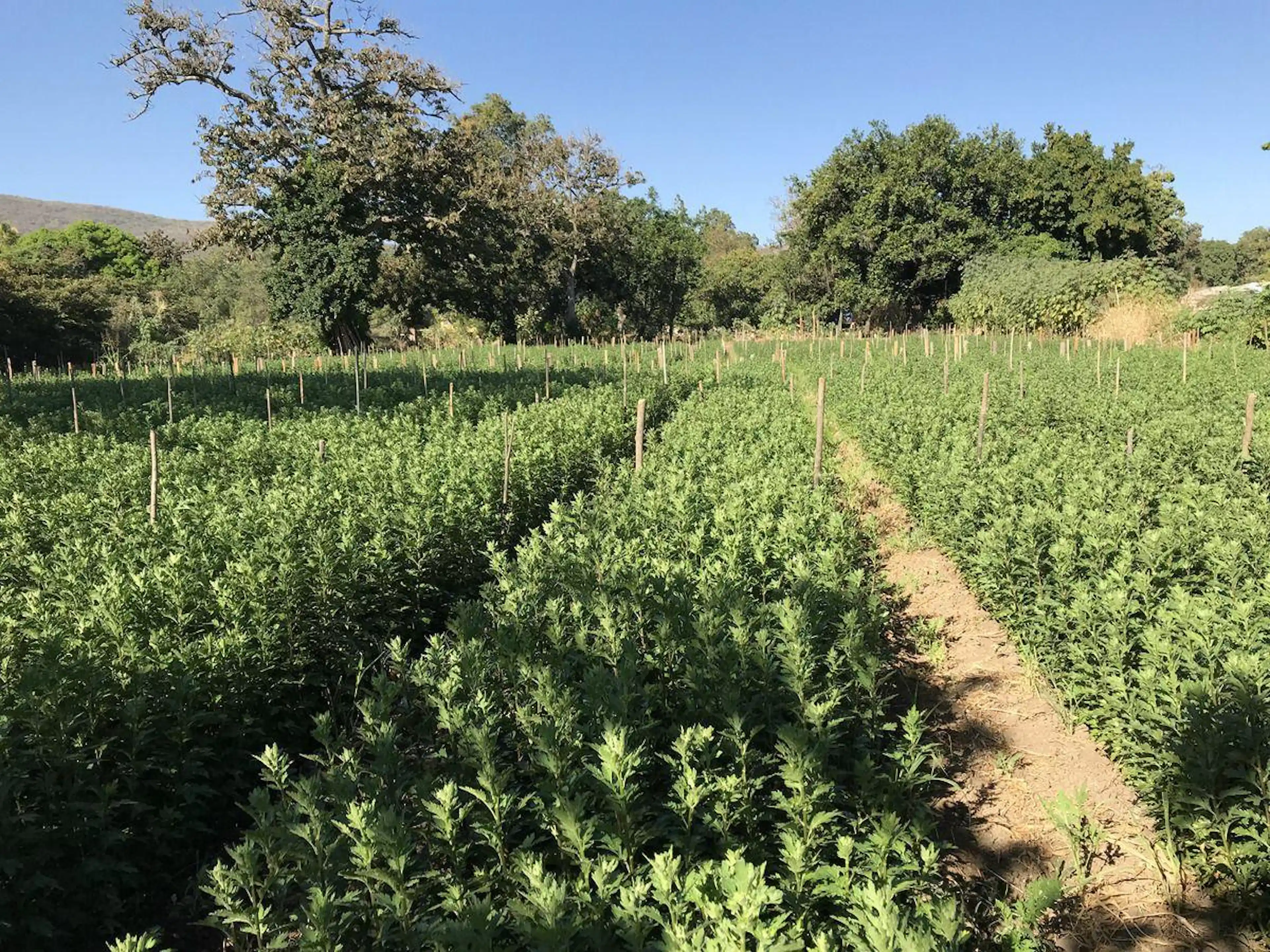 Terreno En Tetecala Junto Al Rio, “belleza Natural” Desde 300 M2