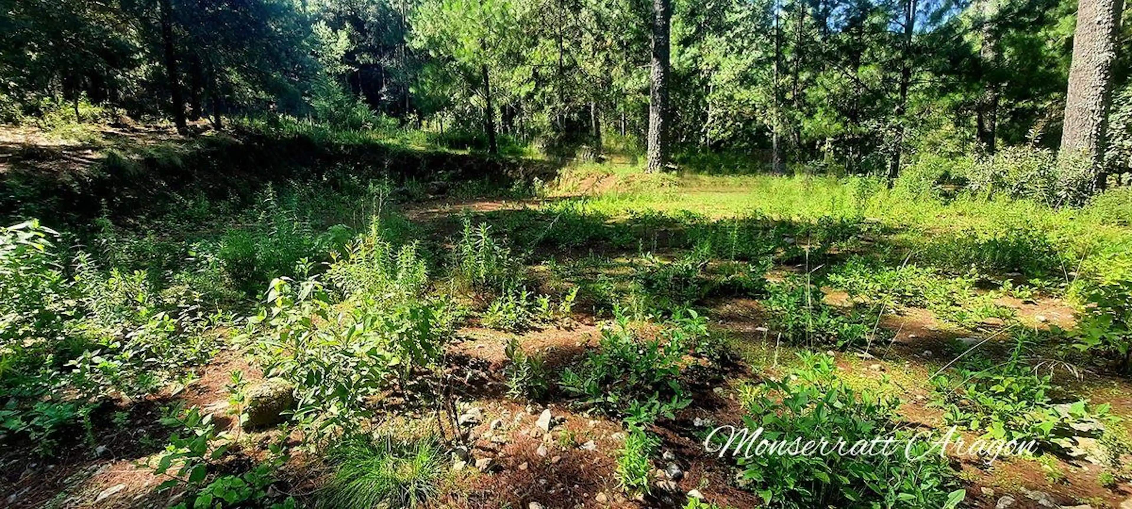 Oportunidad ? 800 mts con bosque