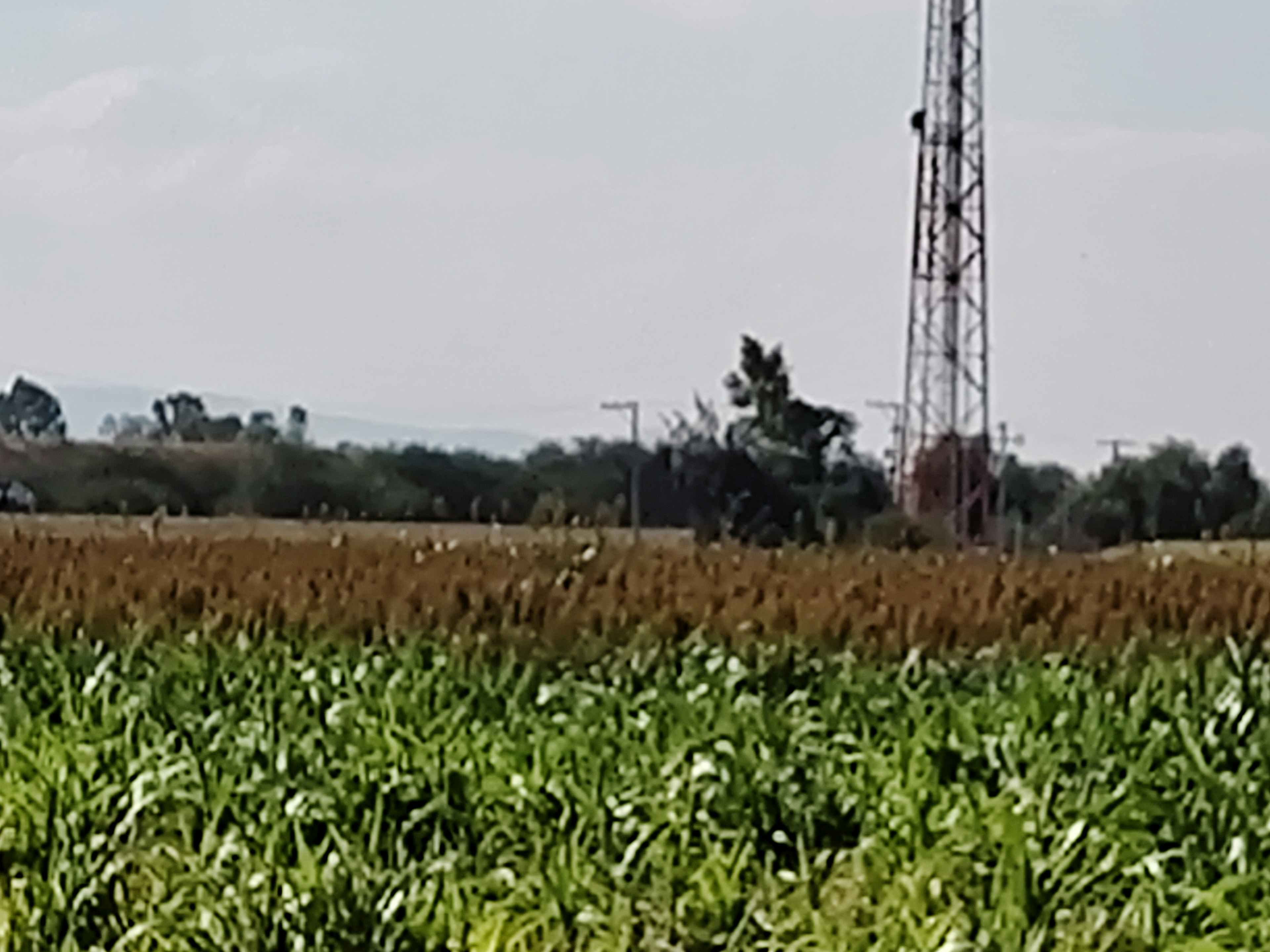Cardenas Guanajuato México
