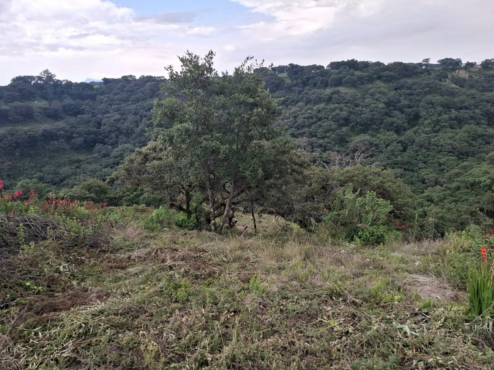 Terreno Spot2