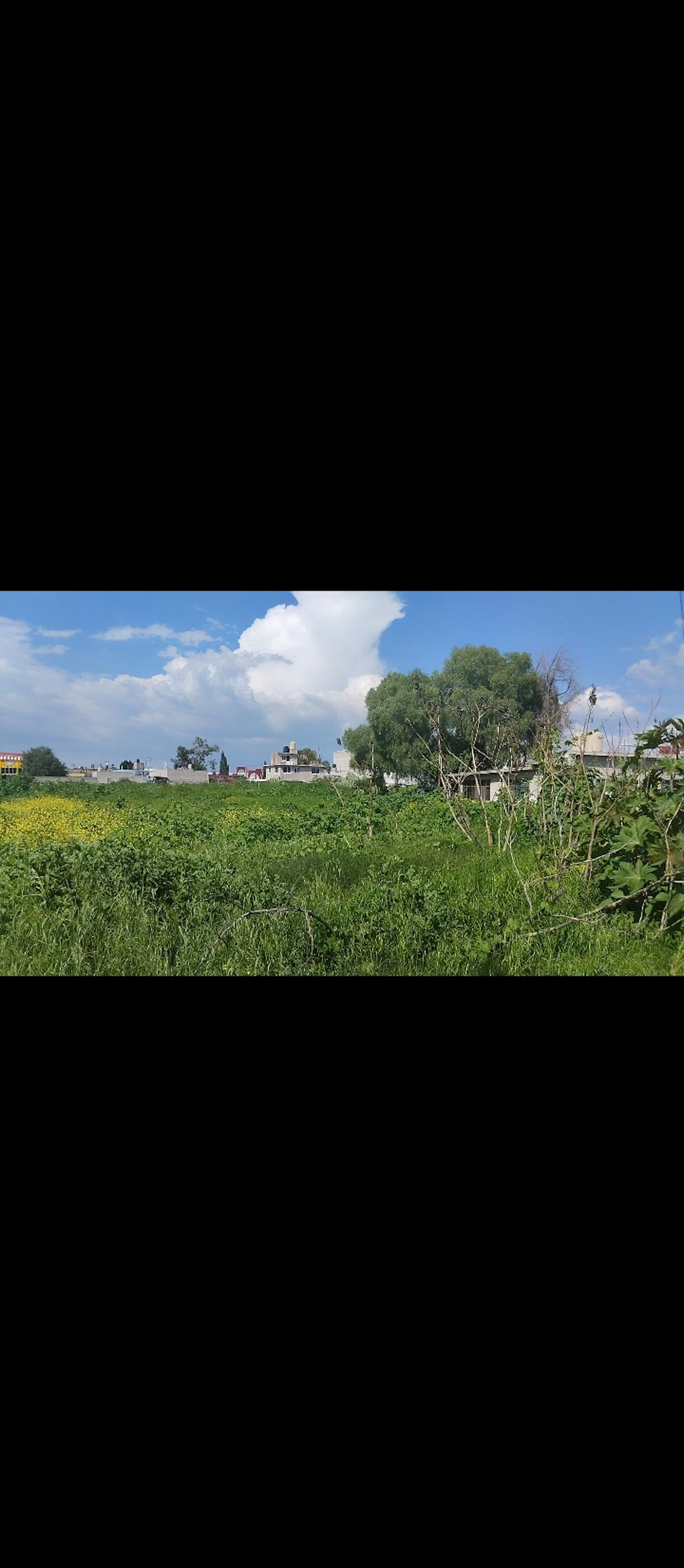 La imagen muestra un terreno rural con vegetación verde y amarilla en primer plano, posiblemente un campo agrícola. Al fondo se observan algunas construcciones y árboles, sugiriendo una zona periurbana. El cielo azul con nubes blancas completa la escena. Este tipo de terreno podría tener potencial para desarrollo inmobiliario o agrícola, dependiendo de su ubicación y zonificación.