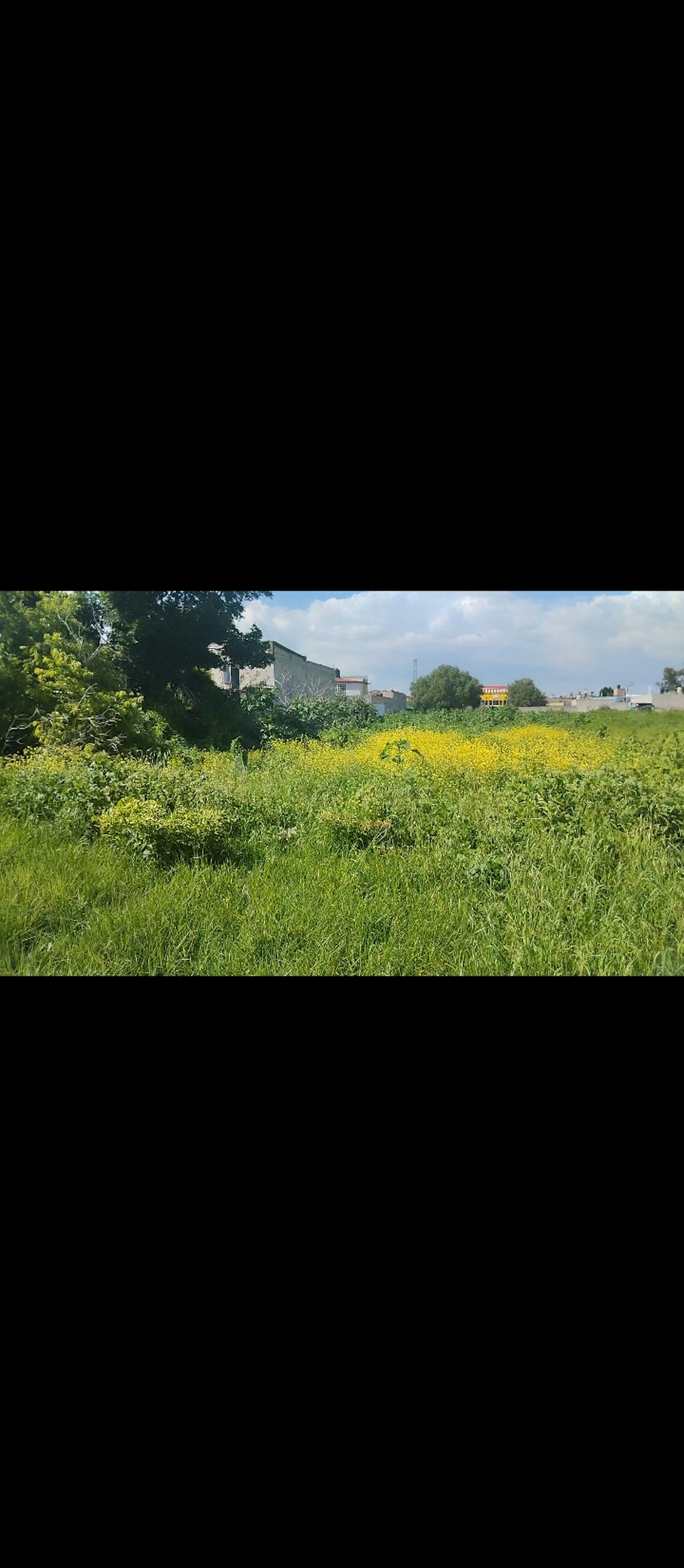 La imagen muestra un terreno rural con vegetación abundante. En primer plano se aprecia un campo con hierba verde y flores amarillas, posiblemente un cultivo o pradera natural. Al fondo se ven algunos edificios y estructuras, sugiriendo una zona semi-urbanizada cercana a áreas agrícolas. El paisaje combina elementos naturales con signos de desarrollo, lo que podría ser atractivo para proyectos inmobiliarios que busquen un entorno tranquilo pero accesible.