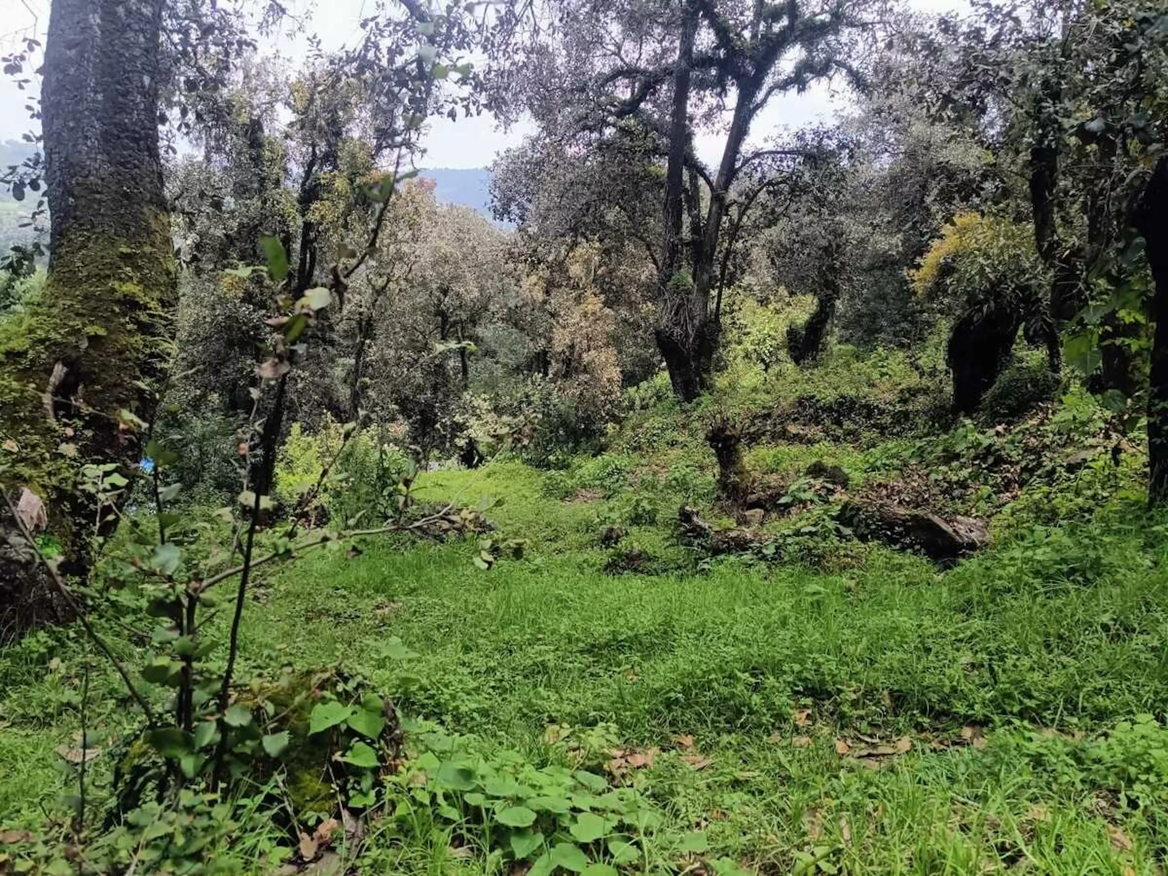 Terreno 1,200 m² en San Bartolo – $650,000