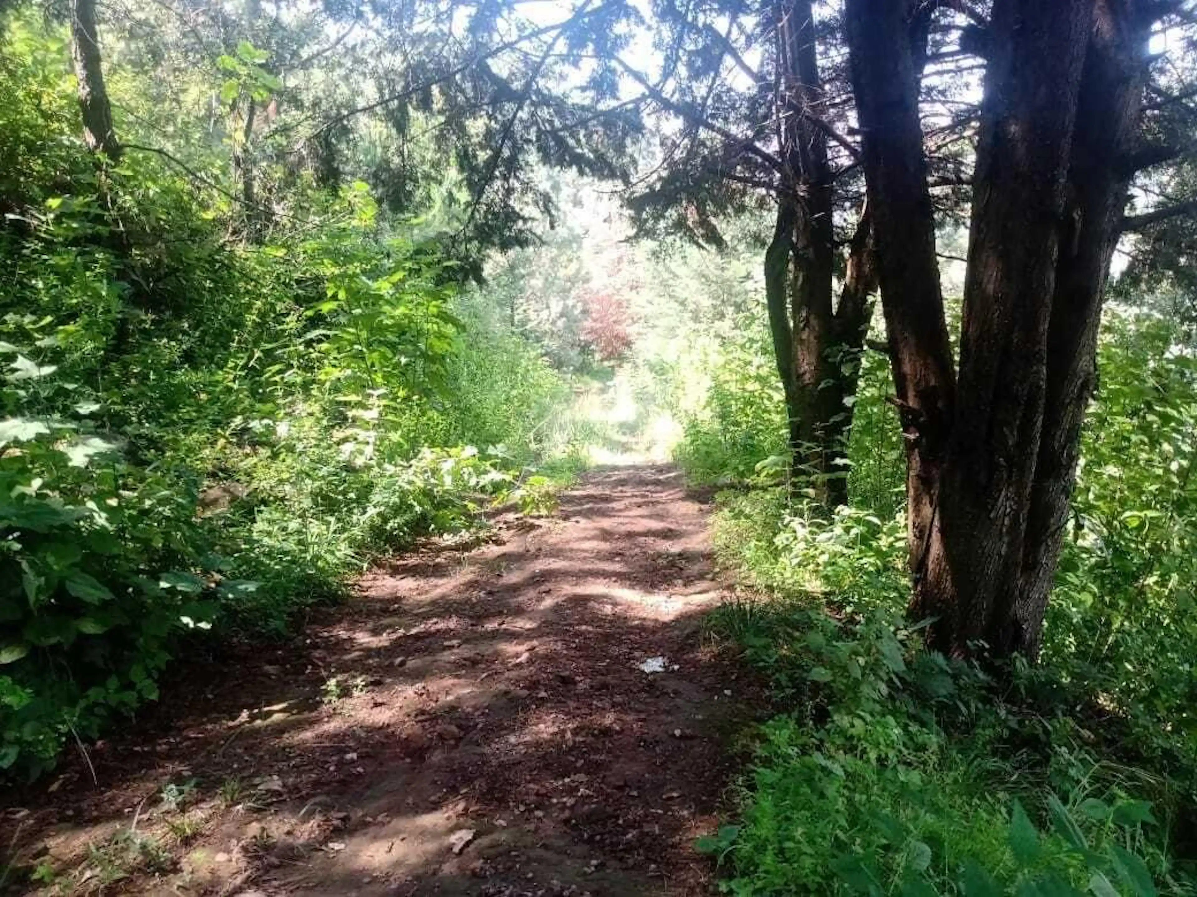 Terreno con moderada pendiente en Santa María Pipioltepec