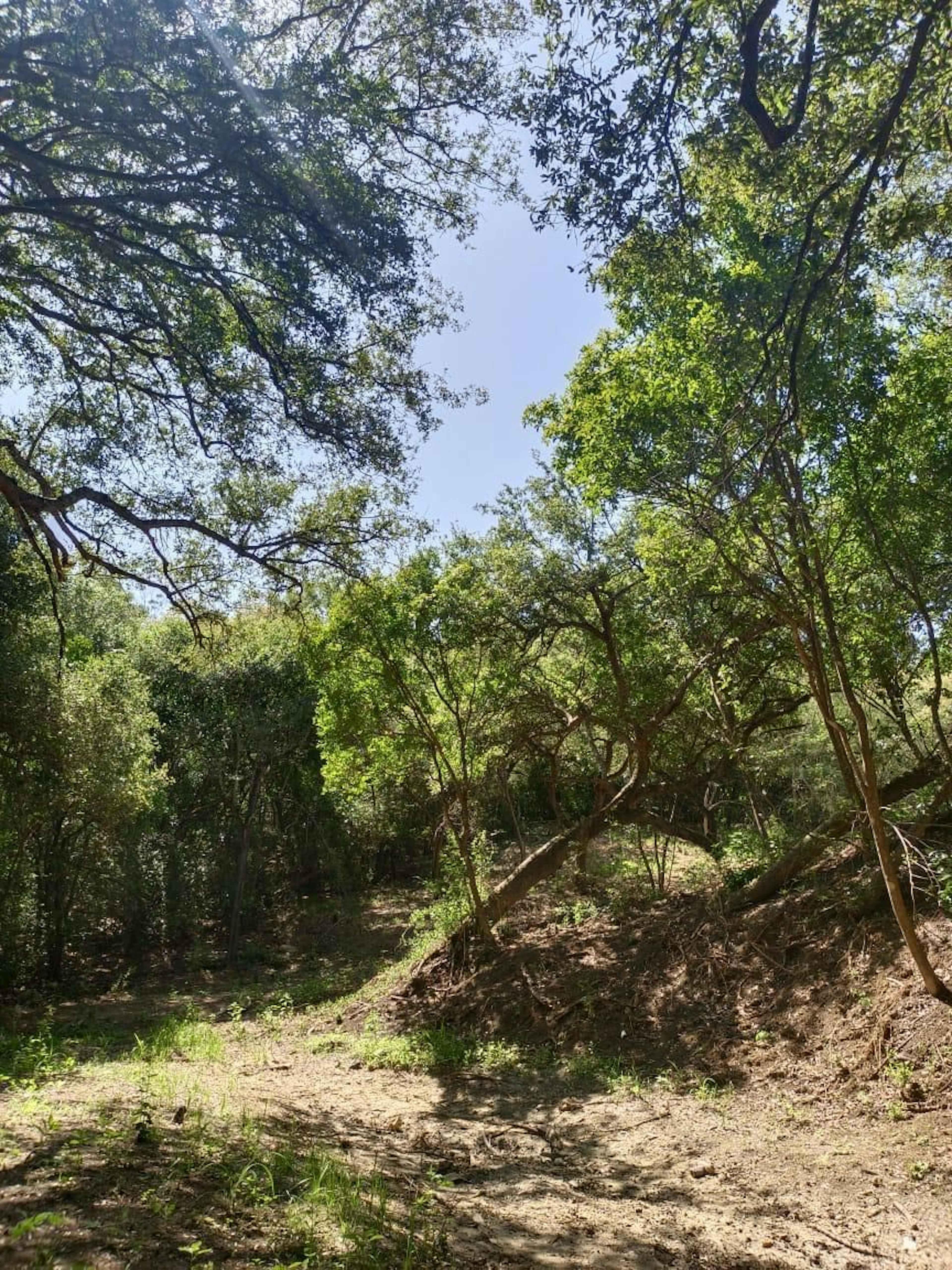 Terreno Campestre De 4,872 M2 En Venta En Canoas, Montemorelos N.l.