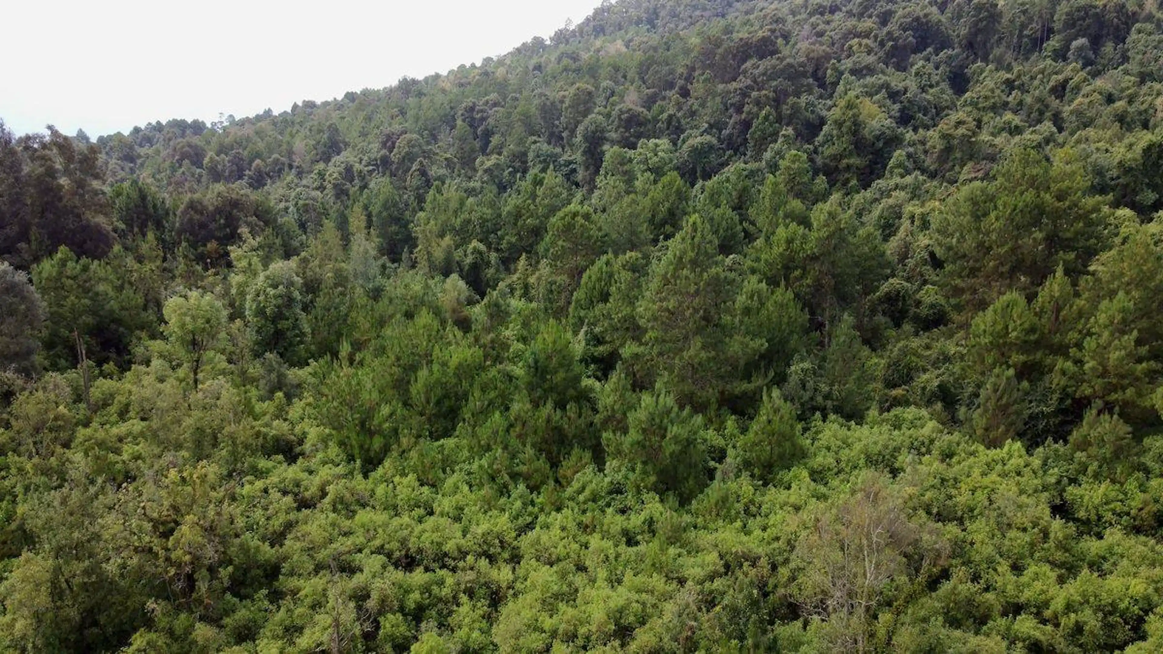 Terreno Mesa Rica, Valle De Bravo