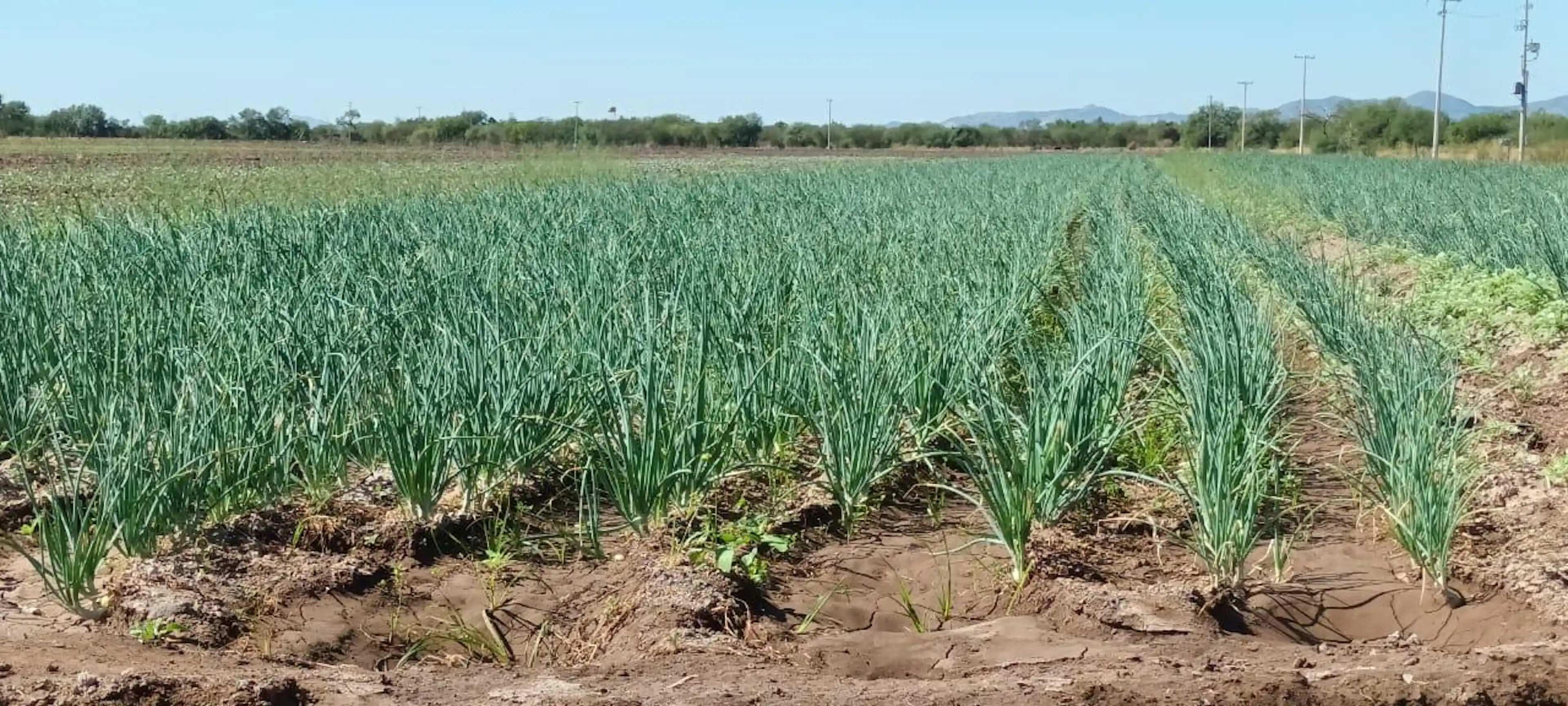 Terreno En Venta Agricola En Hermosillo