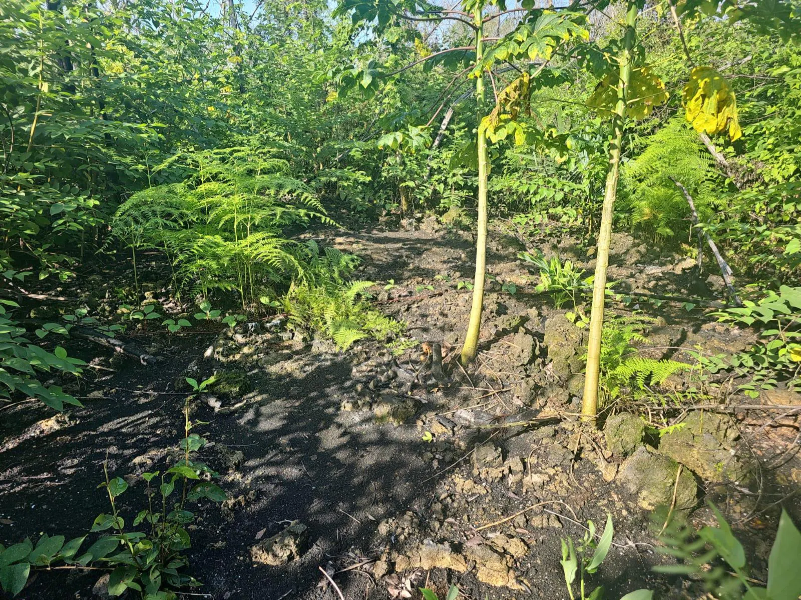 Terreno Spot2