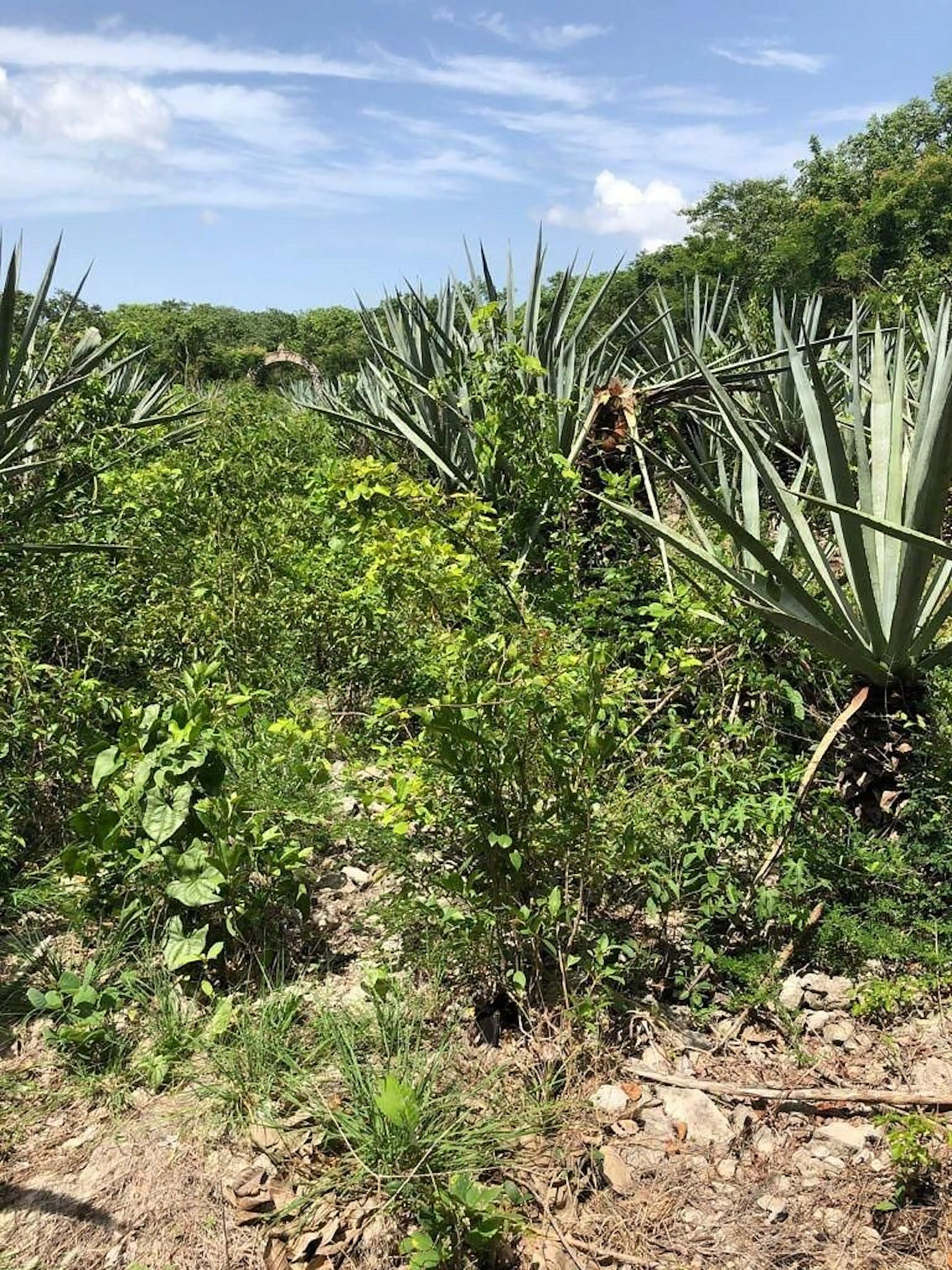 Venta De Terreno De 10 Hectáreas En Hunucmá Yucatán