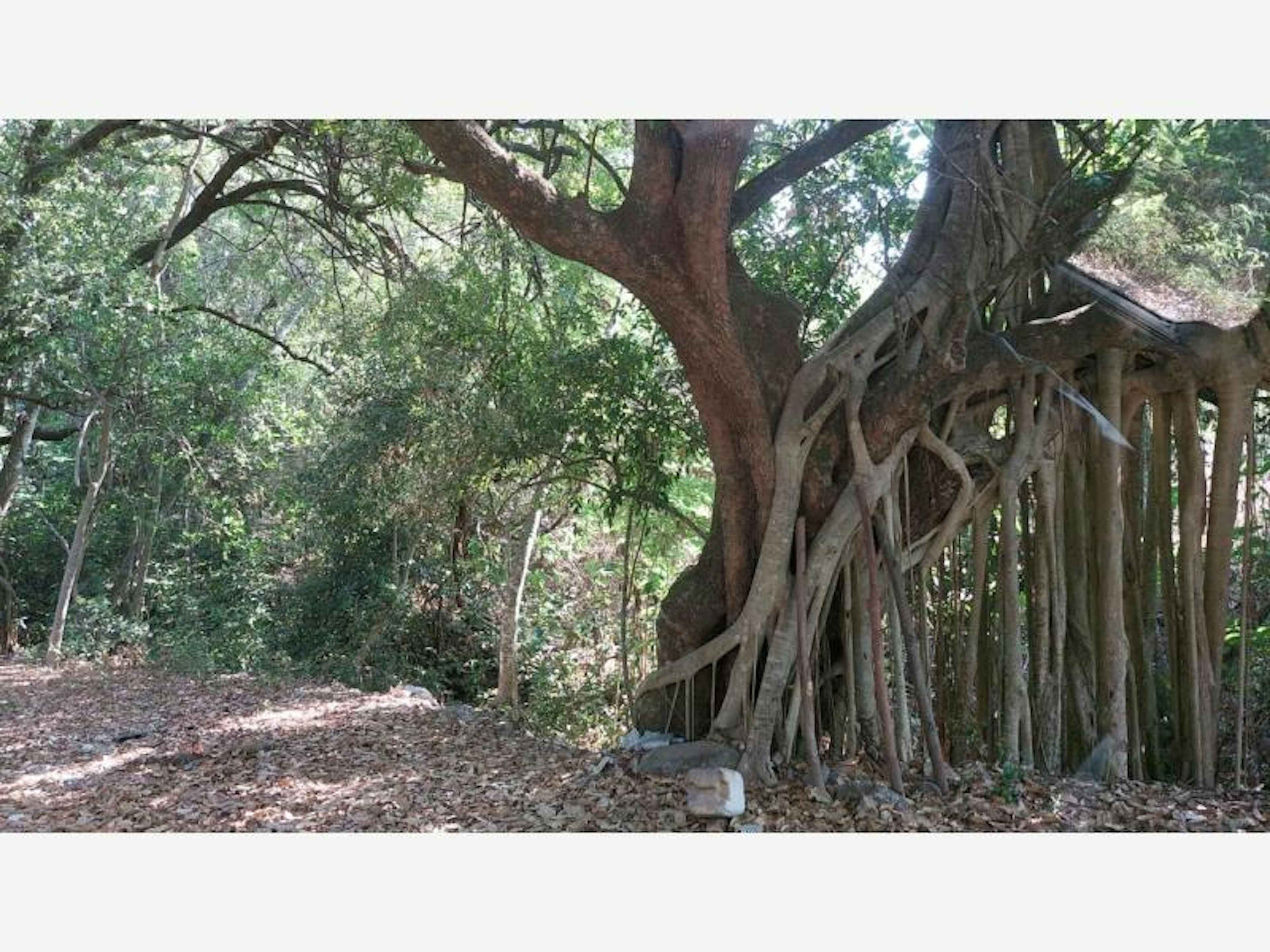 Terreno En Venta En Chiapa, Cuauhtémoc, Colima