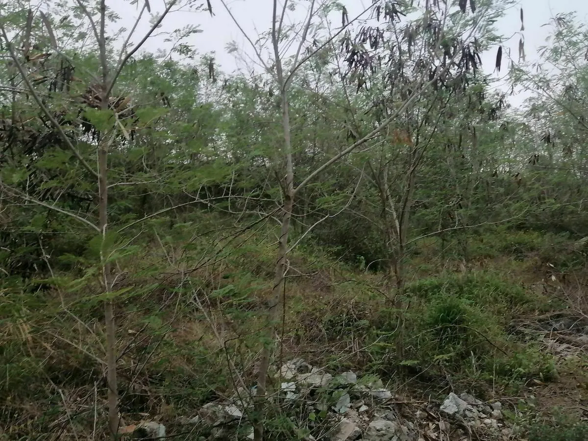 Terreno Spot2