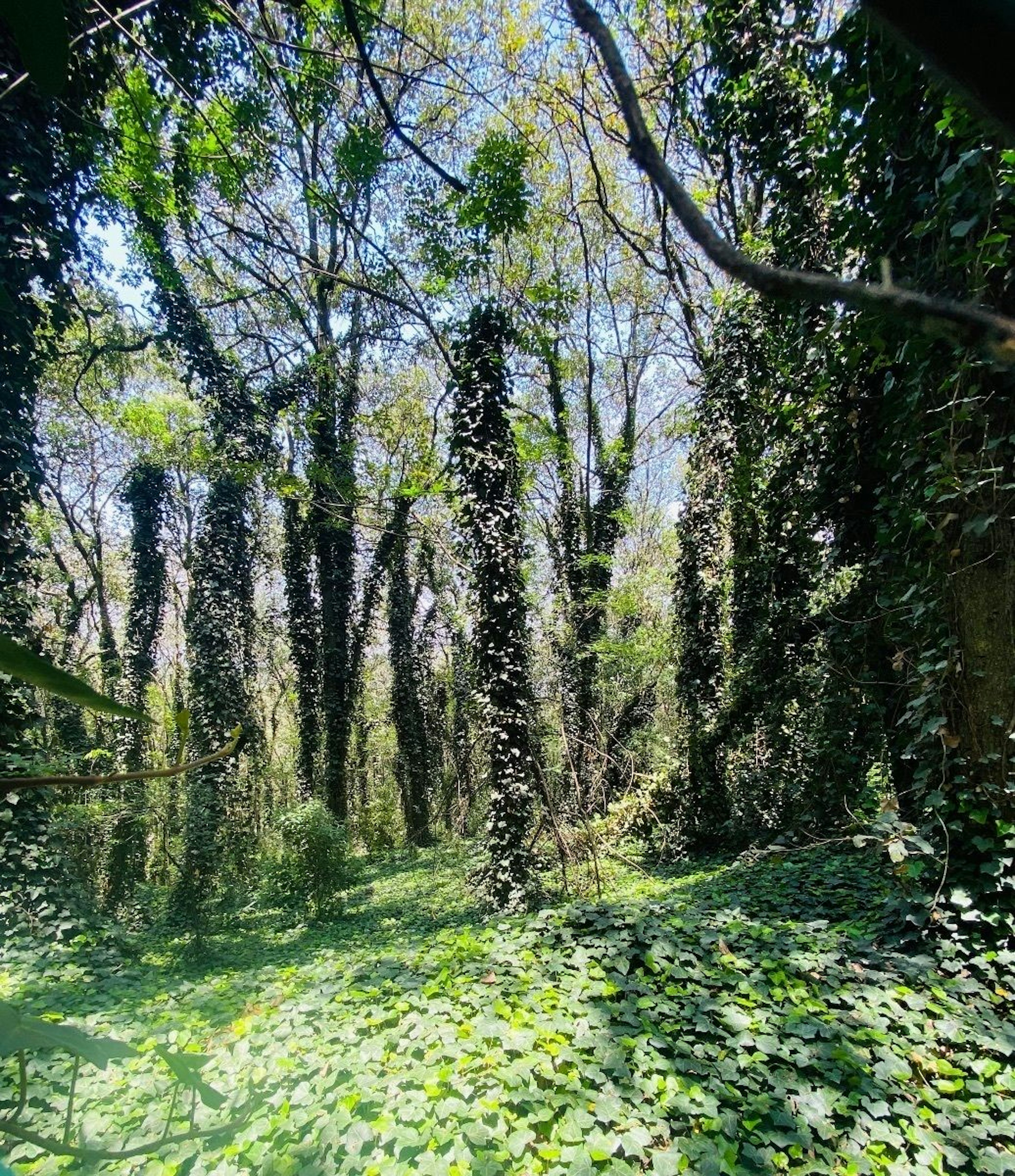 Spot image 0