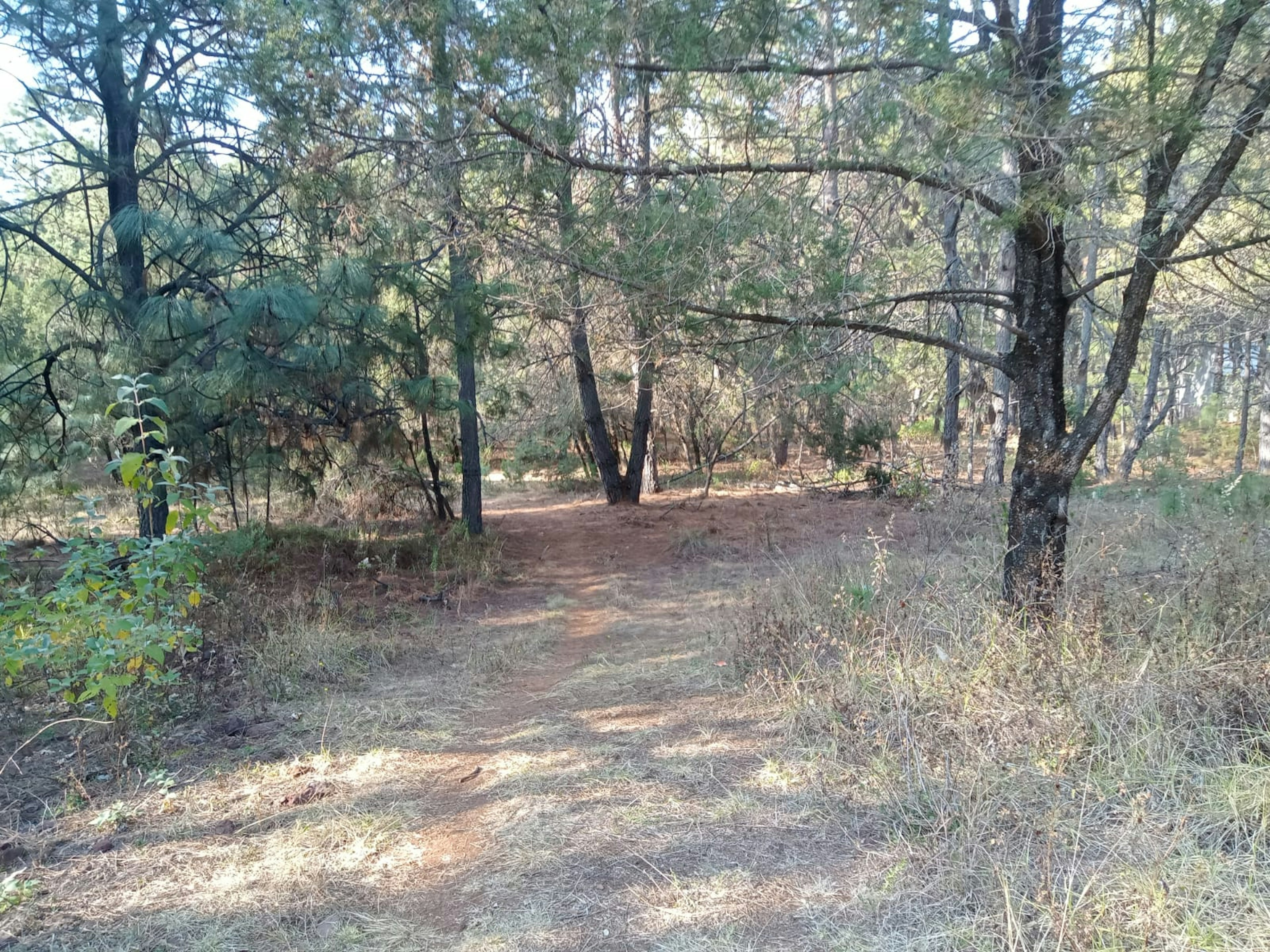 Terreno forestal con sendero y árboles de pino, ambiente natural y tranquilo, ideal para desarrollo de proyecto inmobiliario sostenible o casa de campo.