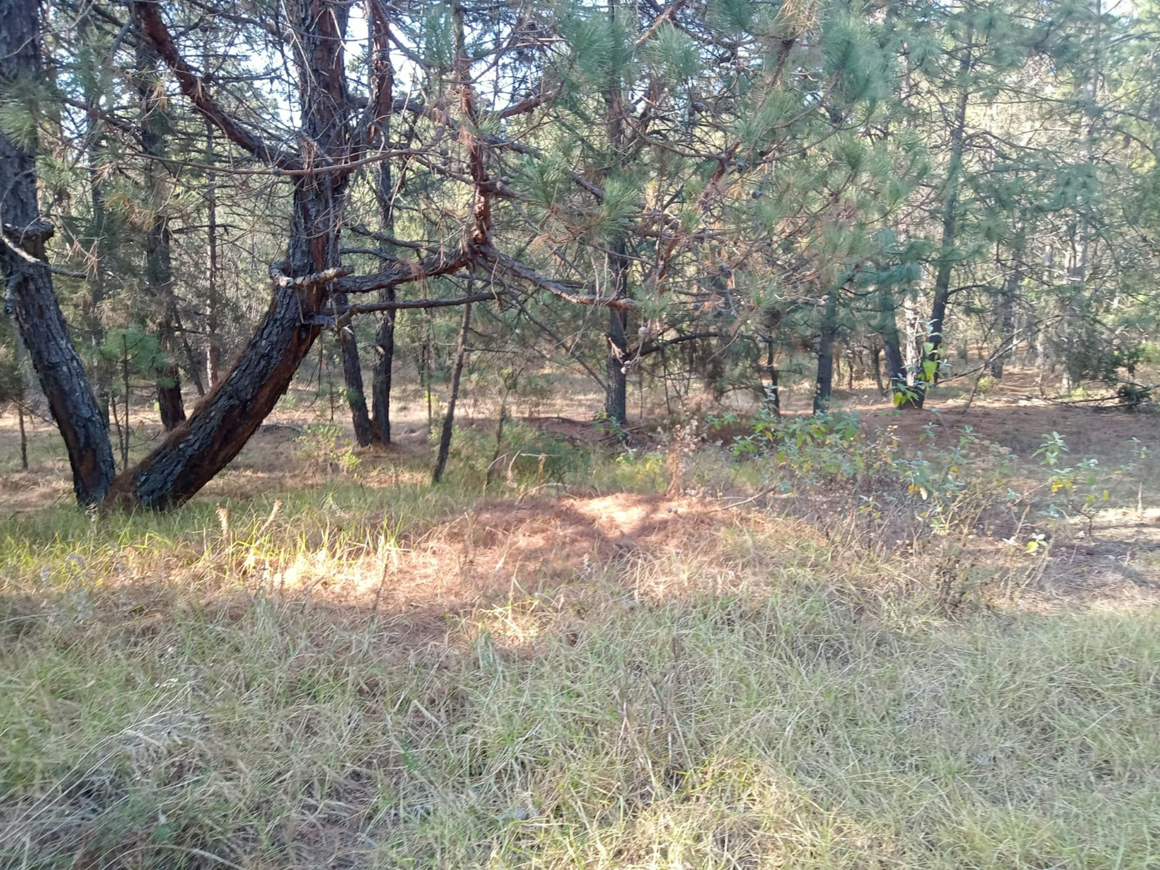 Terreno forestal con árboles de pino y vegetación baja, iluminado por el sol, potencial para desarrollo inmobiliario rural o recreativo.