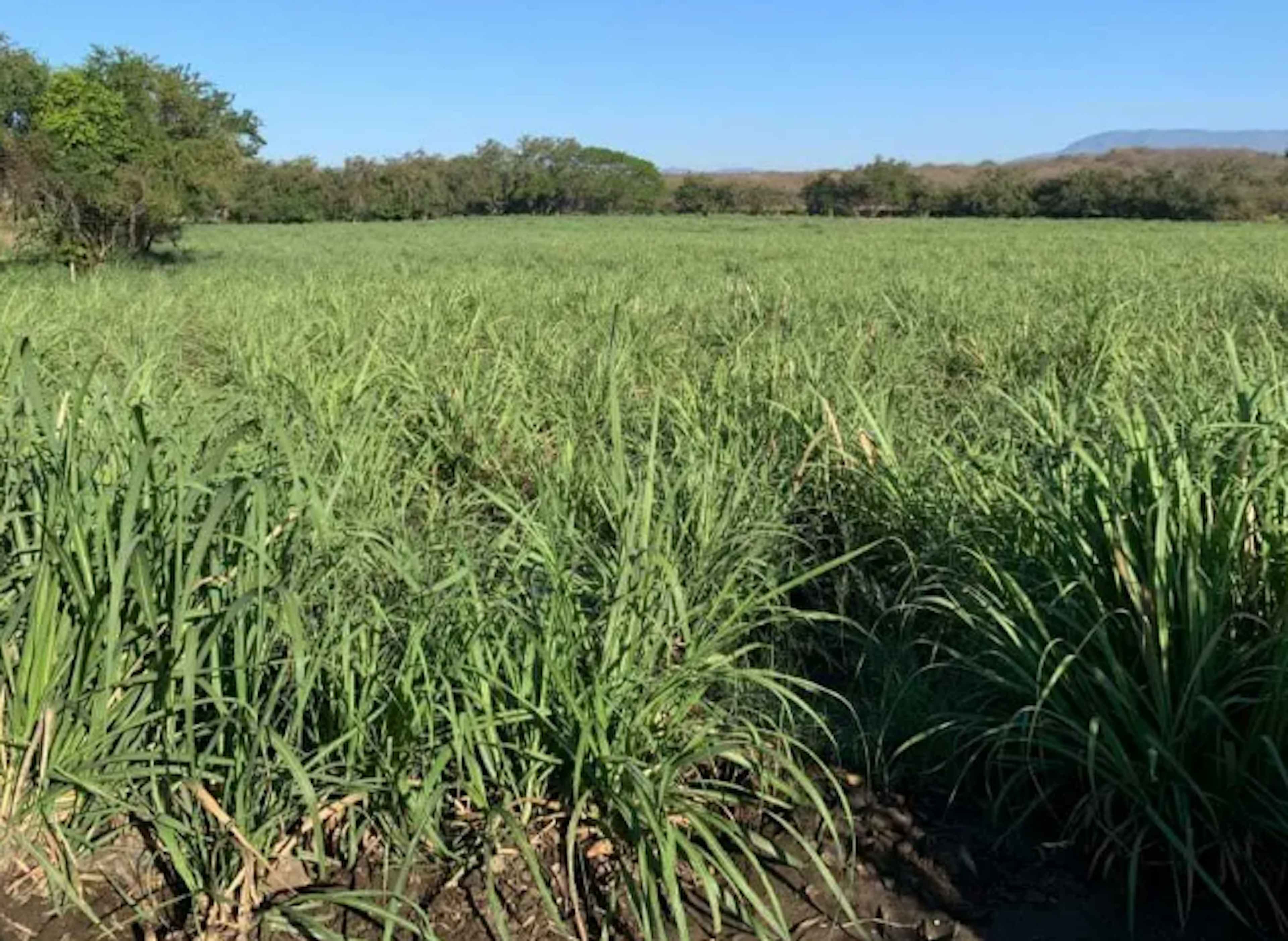 Venta 12 Hectáreas Planas Con Abundante Agua En Acatitán Colima
