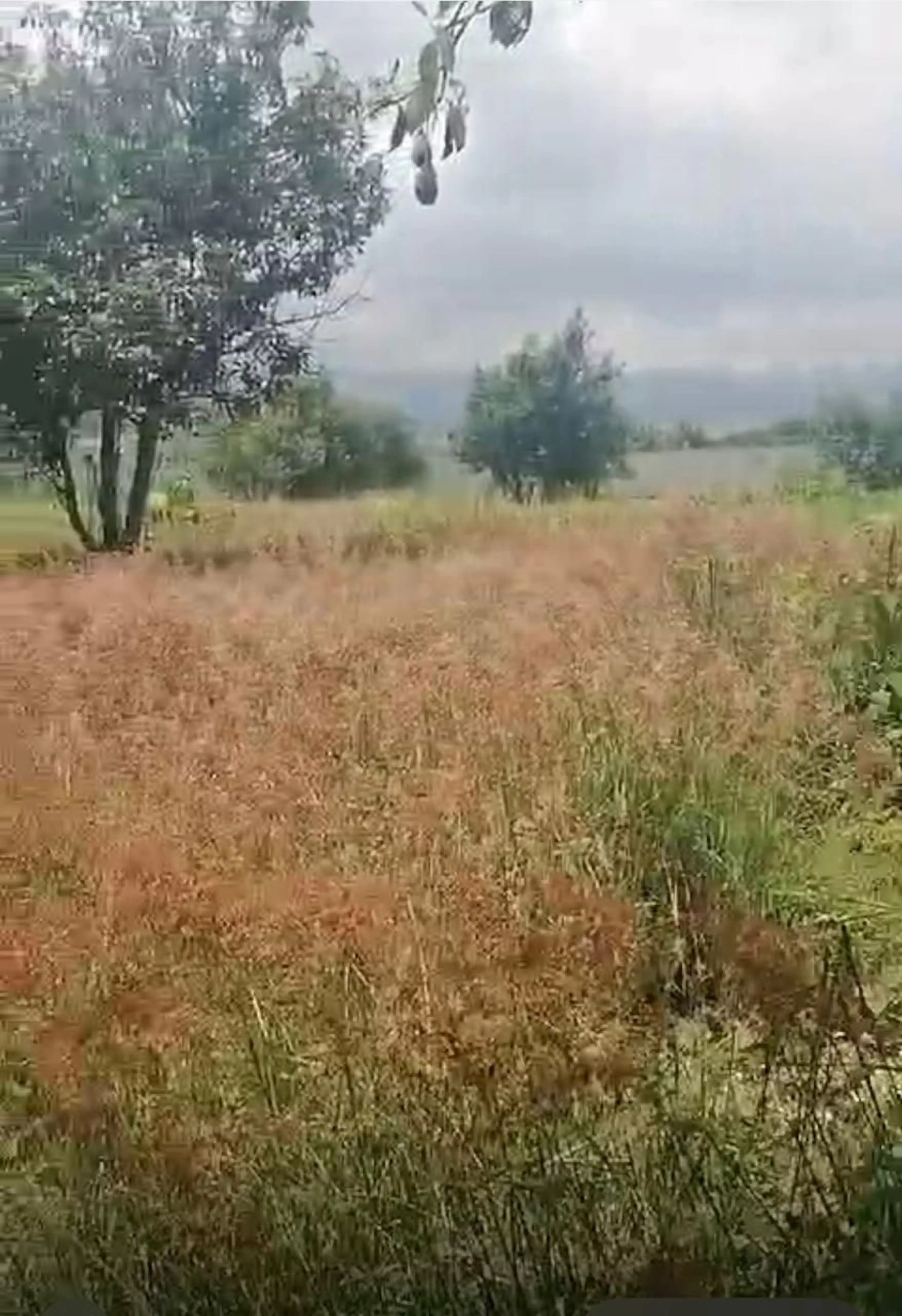 TERRENO EN VENTA TLAYACAPAN, MORELOS