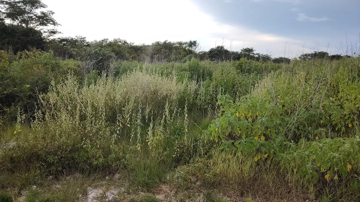 Terreno Spot2