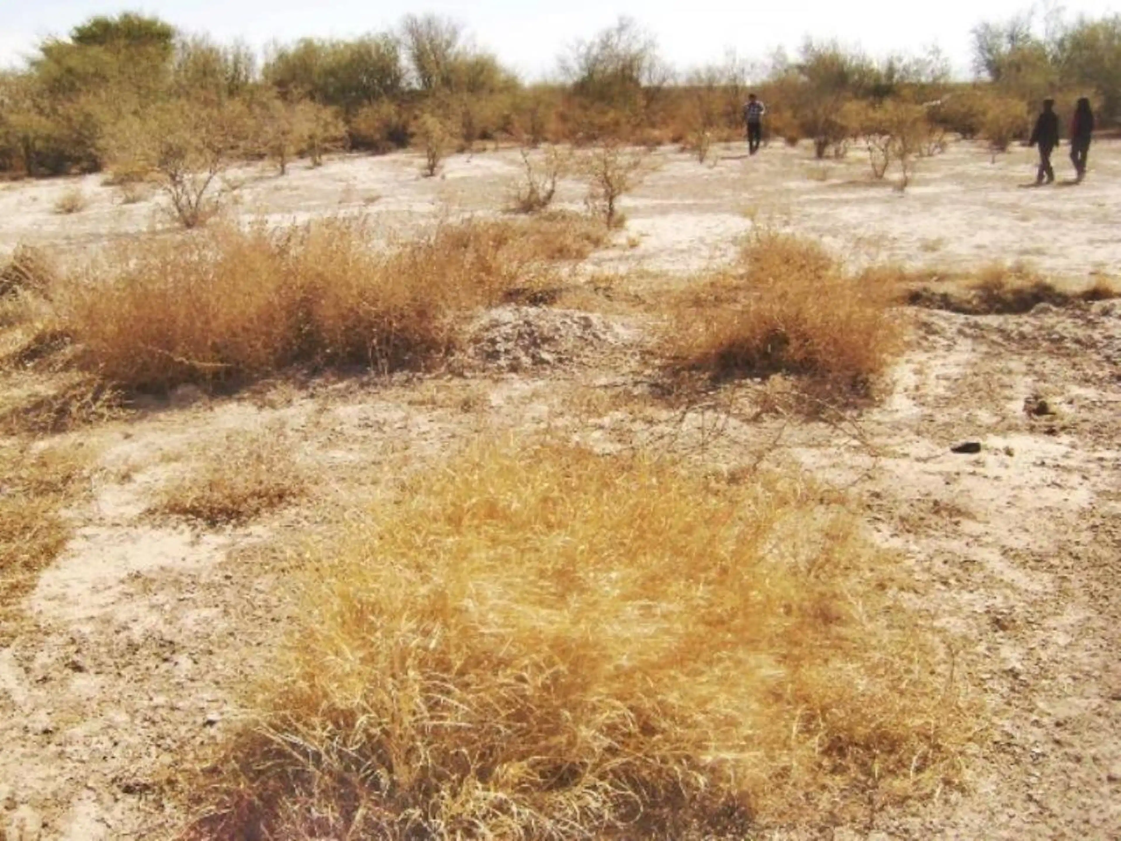 Terreno En Venta En El Cambio, Matamoros, Coahuila De Zaragoza