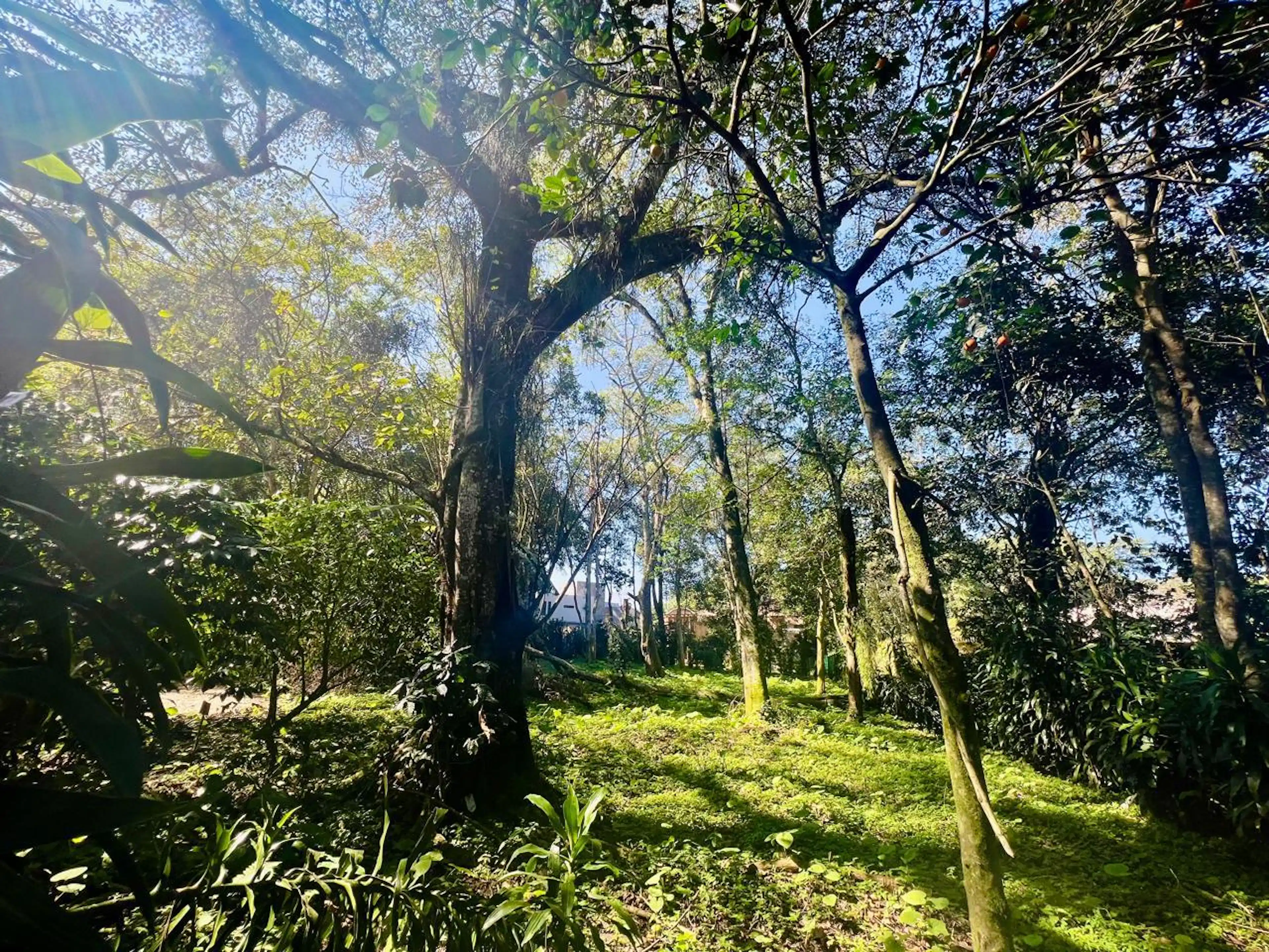 Terreno En Venta Zona Briones Coatepec Zona Campestre