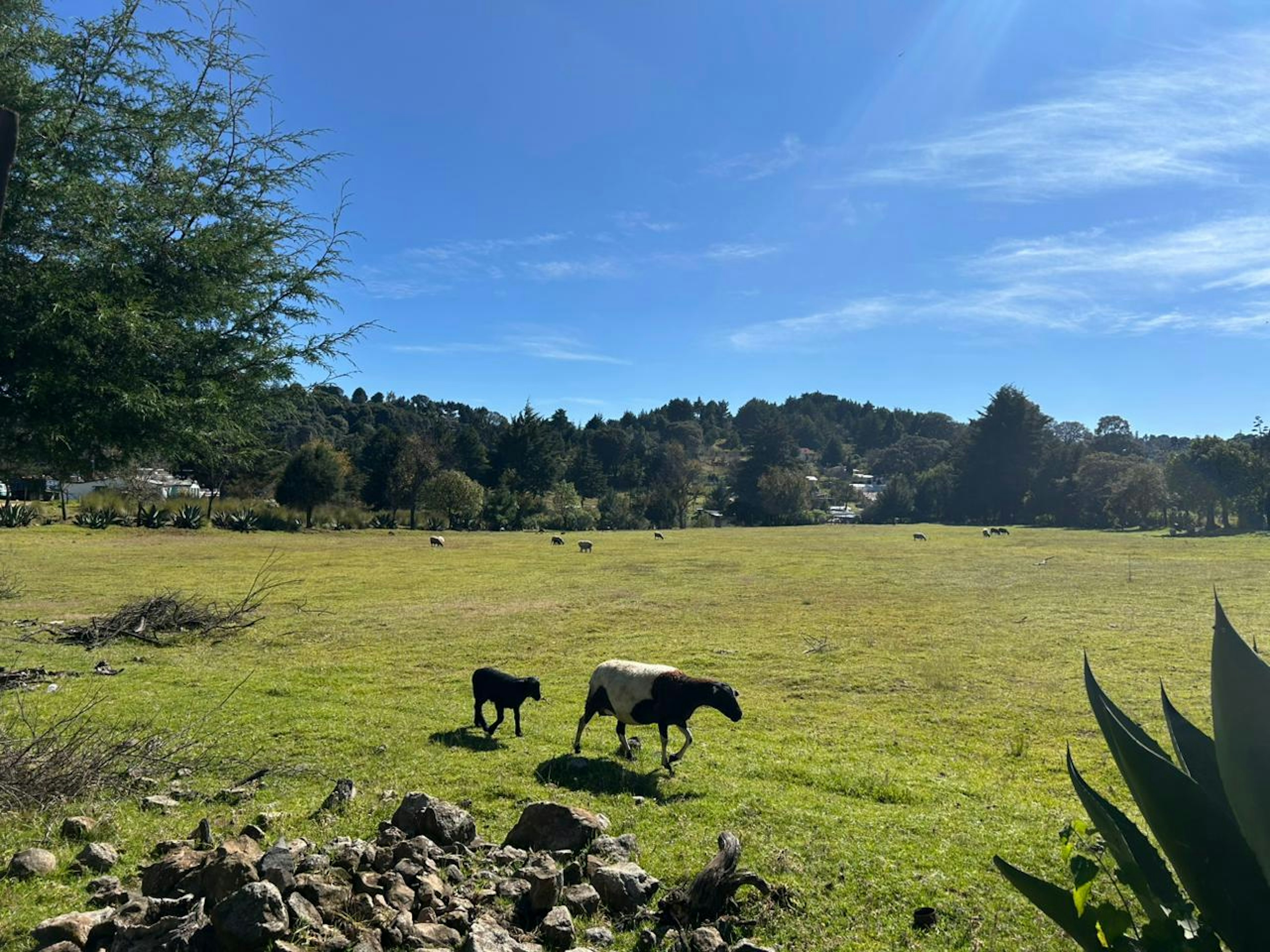 La imagen muestra un terreno rural con potencial para desarrollo inmobiliario. Se observa un amplio campo verde con ganado pastando, rodeado de colinas boscosas y algunas estructuras a lo lejos. El cielo azul y la vegetación sugieren un clima agradable. Este entorno natural podría ser atractivo para proyectos residenciales o turísticos que busquen combinar la vida rural con la cercanía a la naturaleza.