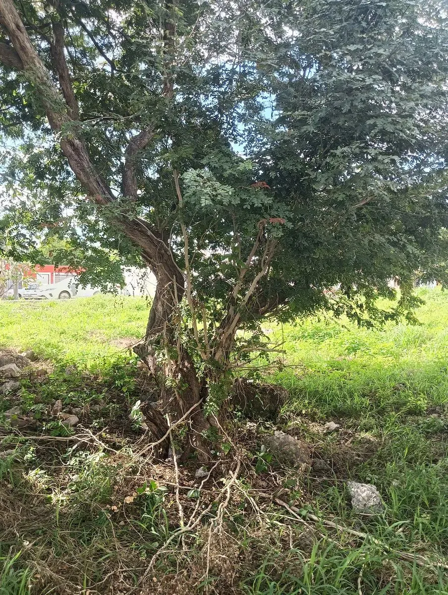 Terreno Spot2