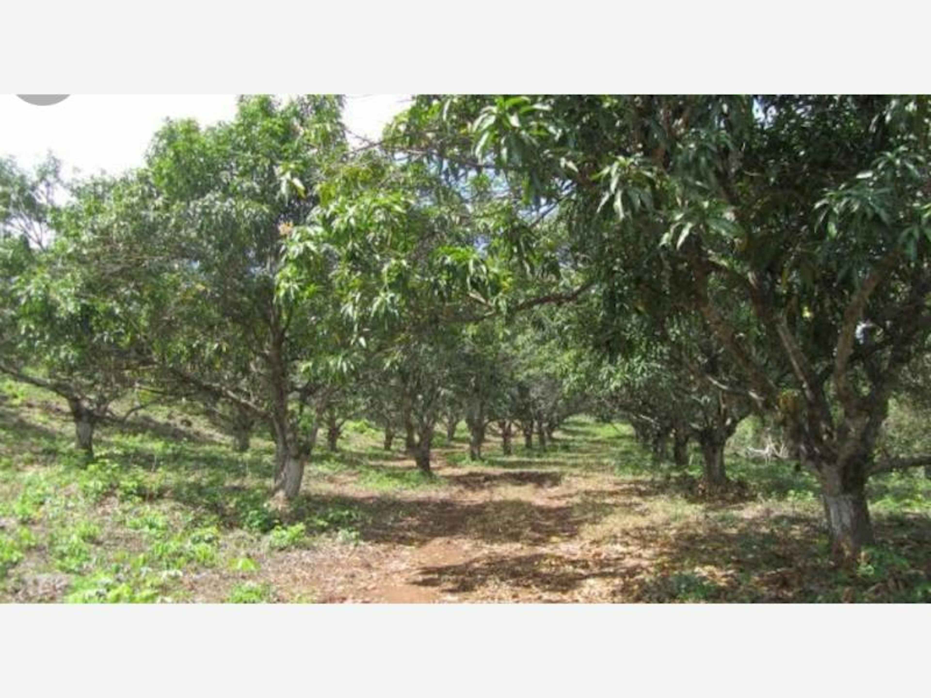 Terreno En Cerro De Ortega, Tecomán, Colima