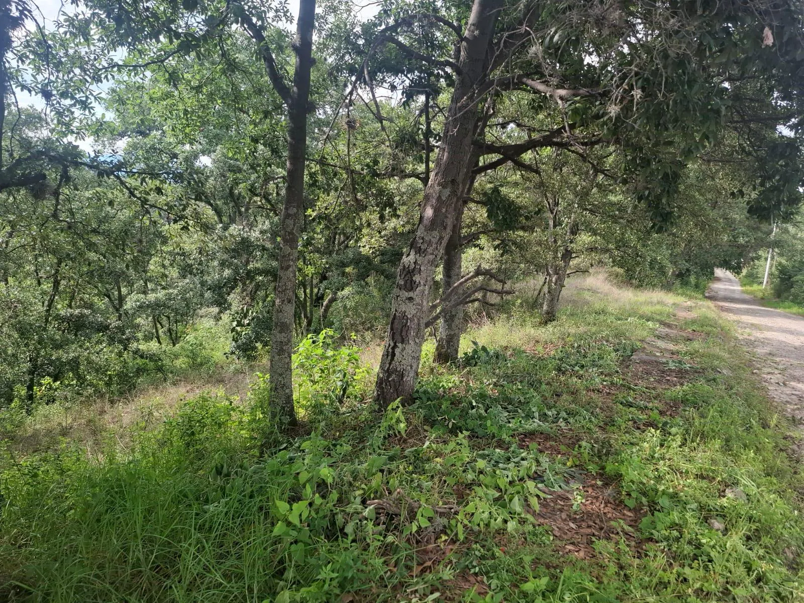 Terreno Spot2