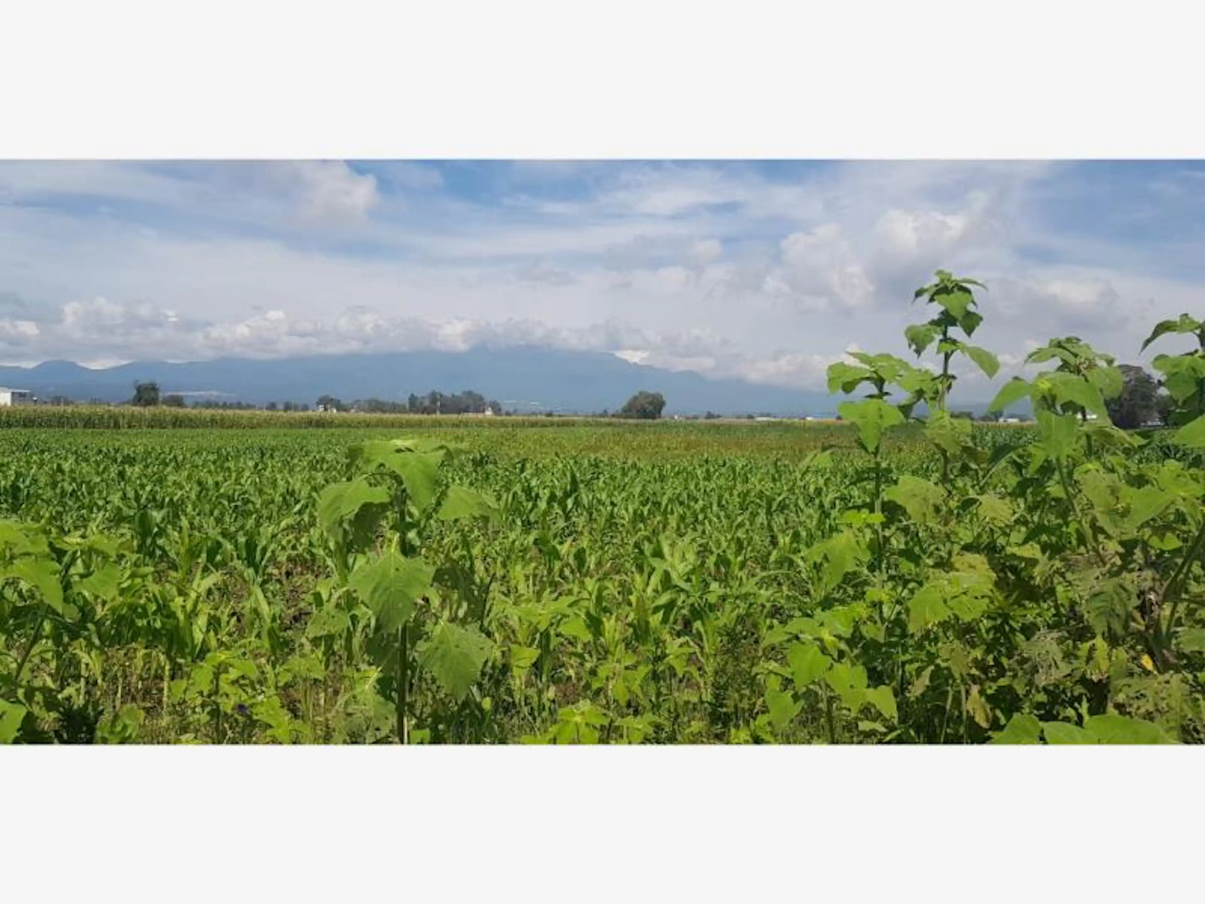 Terreno En Venta En Santa Maria Moyotzingo, San Martín Texmelucan, Puebla