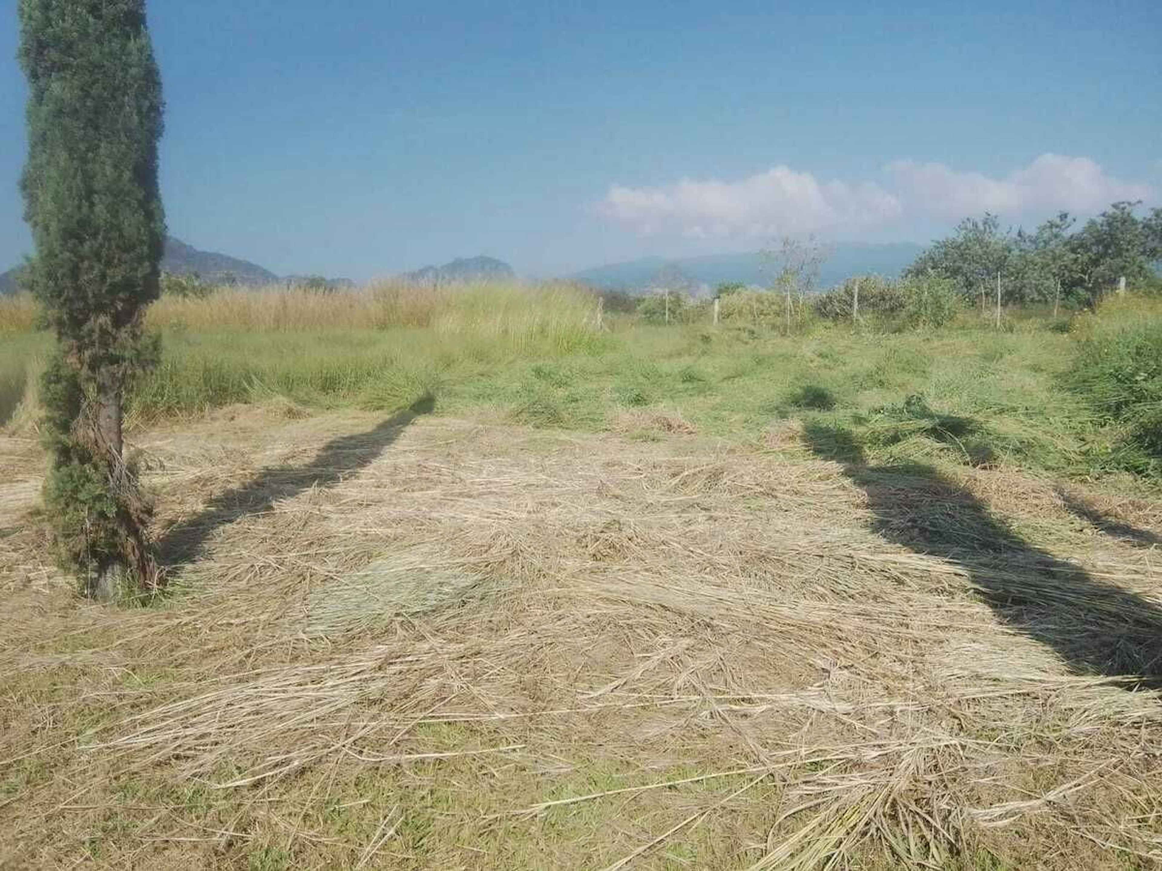 Calle No Reelección