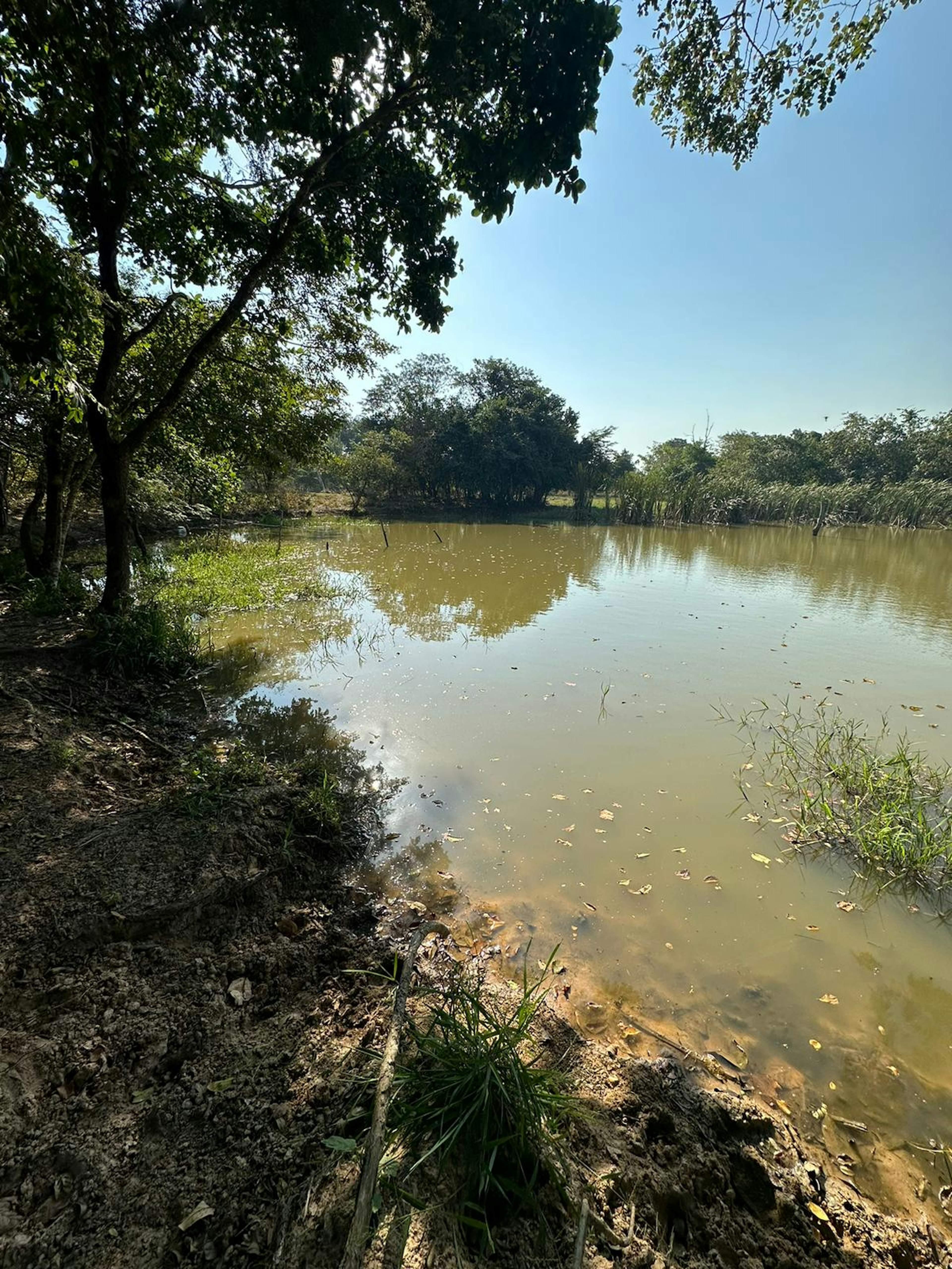 La imagen muestra un paisaje natural con un estanque o lago de aguas tranquilas rodeado de abundante vegetación. Los árboles y arbustos enmarcan la escena, creando un ambiente sereno y rústico. Este tipo de entorno podría ser atractivo para propiedades rurales o desarrollos ecoturísticos, ofreciendo vistas pintorescas y la posibilidad de actividades al aire libre como pesca o senderismo.