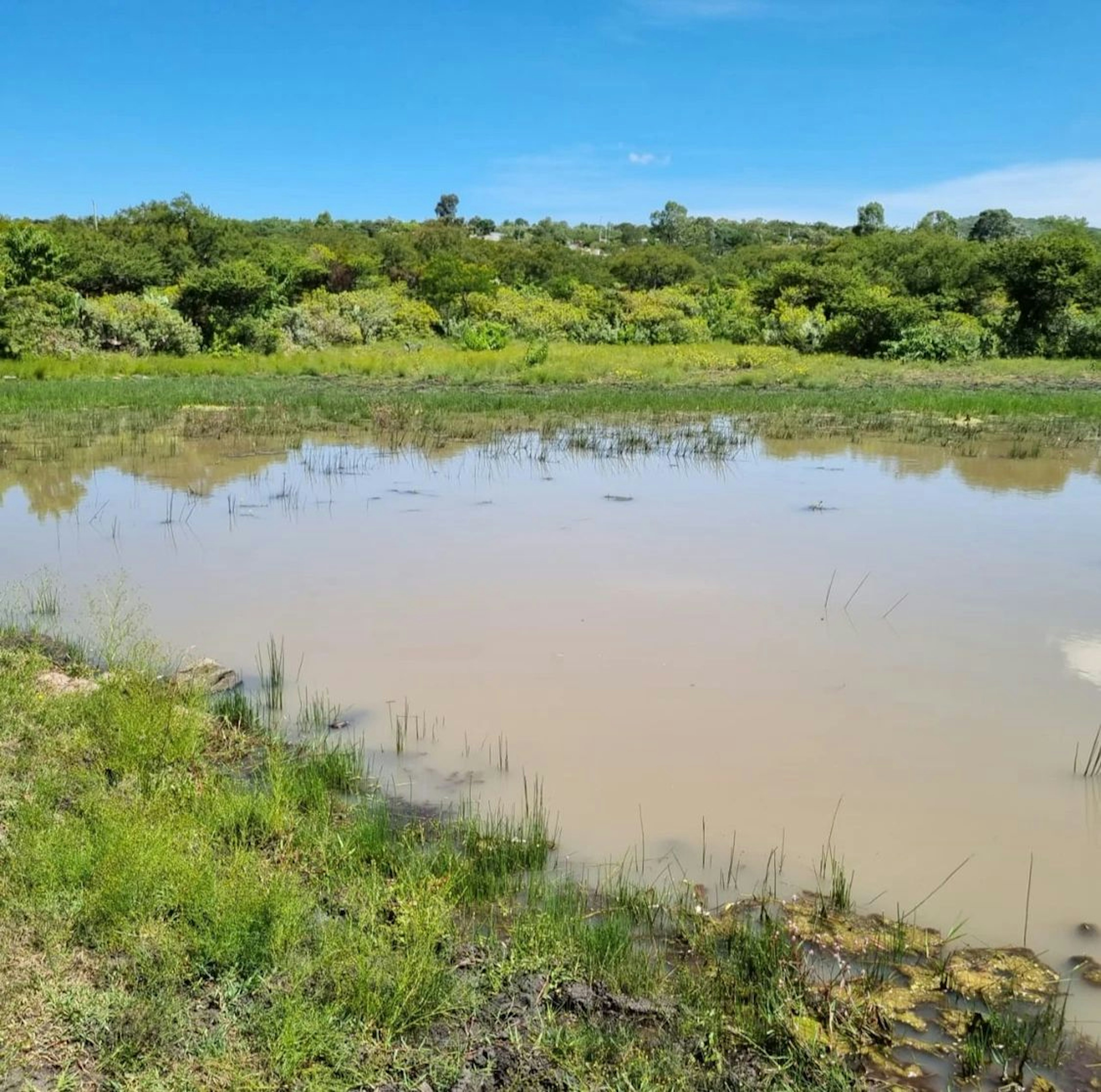 Terreno inundado con vegetación alrededor y cielo despejado. Potencial para desarrollo inmobiliario con trabajo de drenaje y saneamiento.