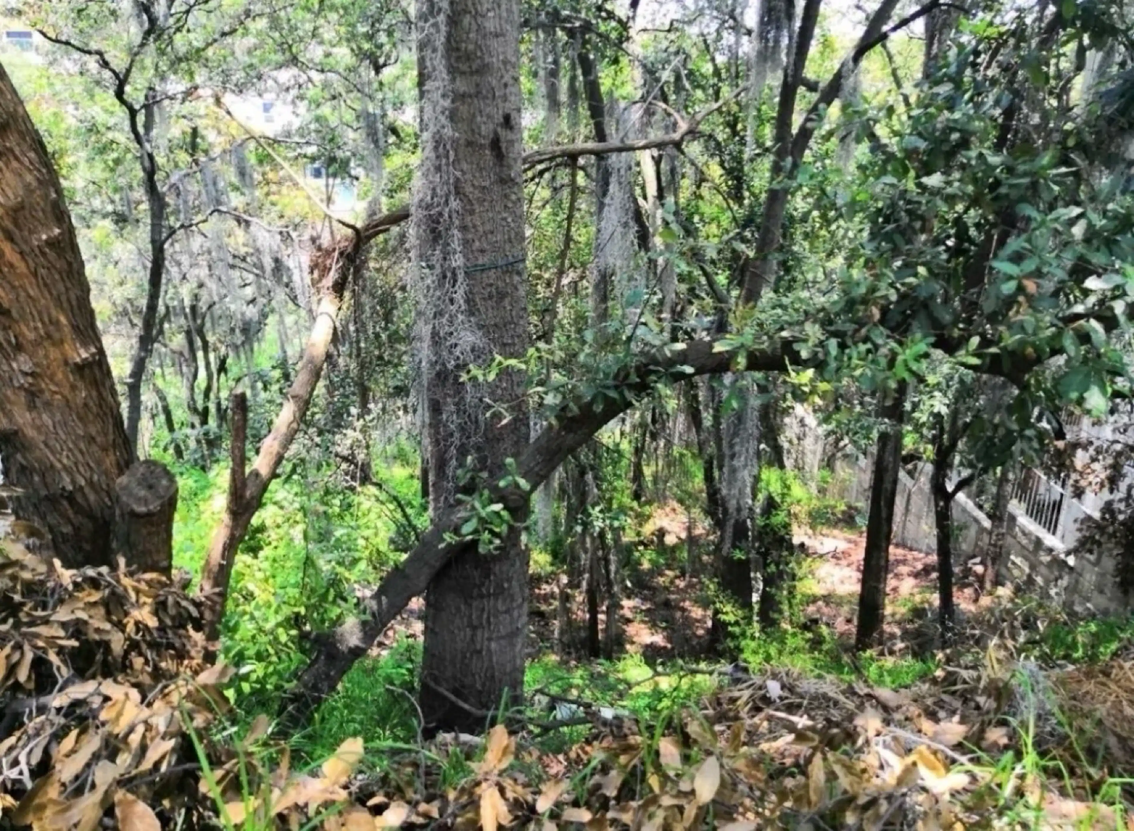 Terreno - Condado de Sayavedra