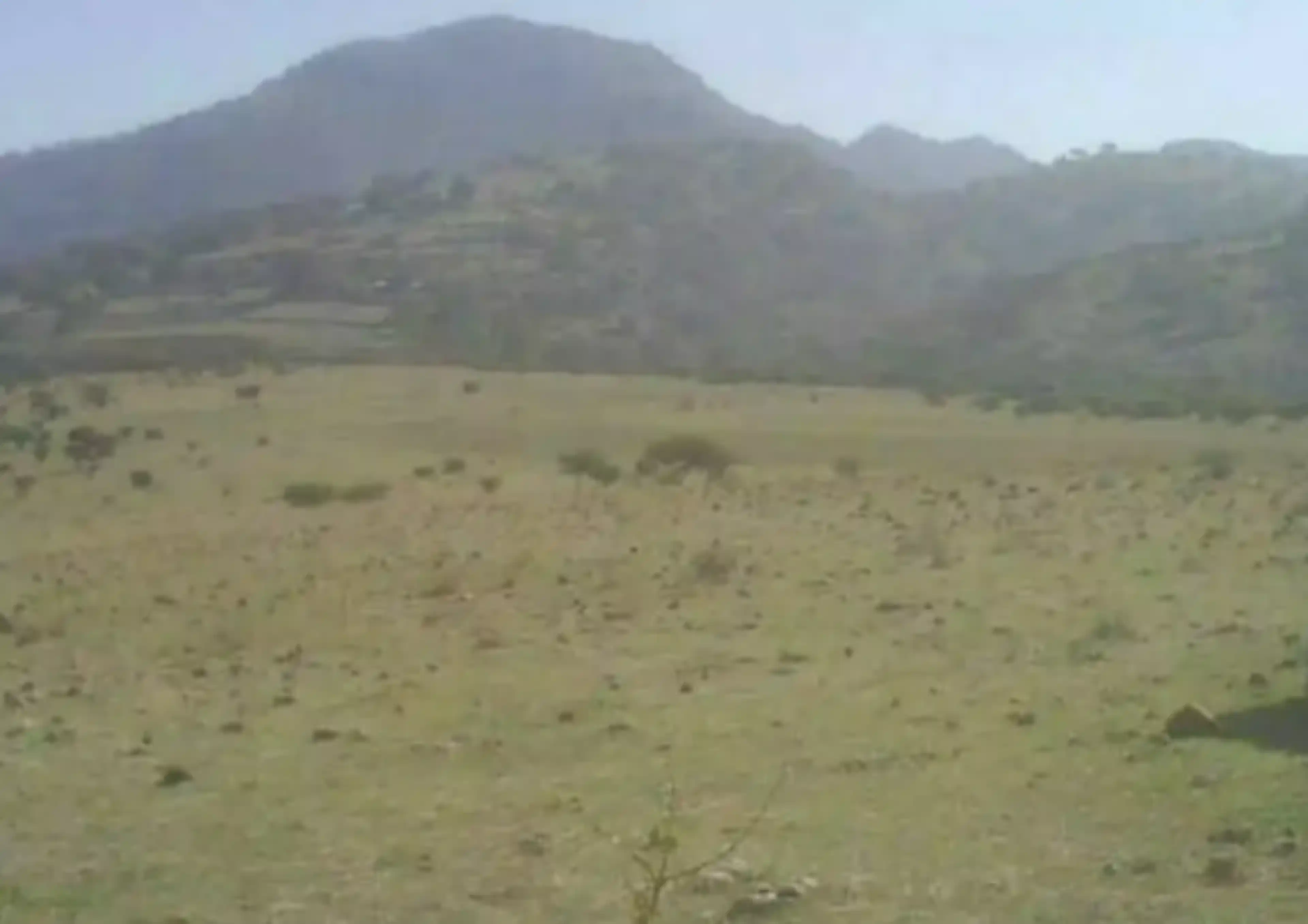 Lote 55