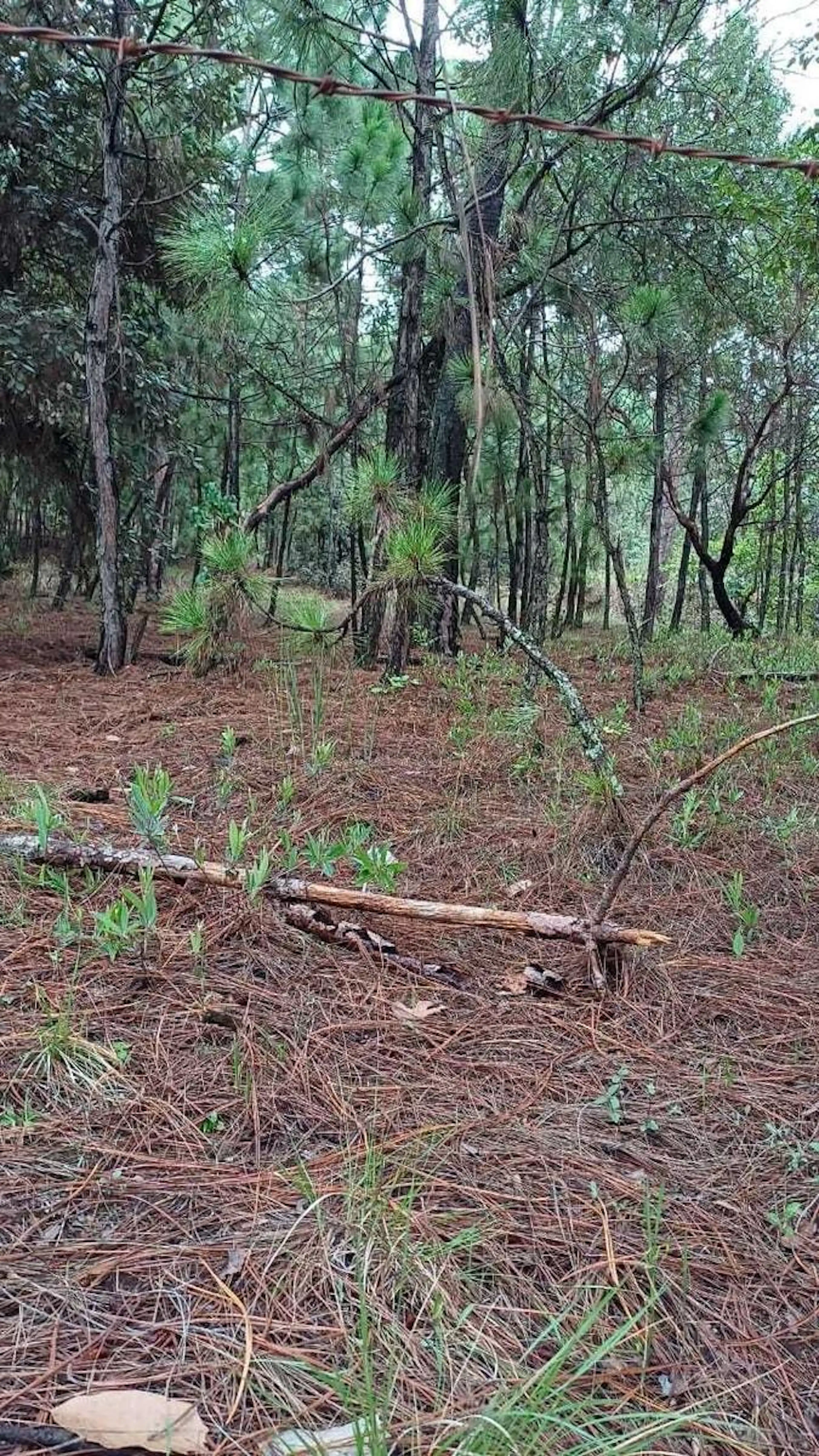 Terreno En Monte Alto