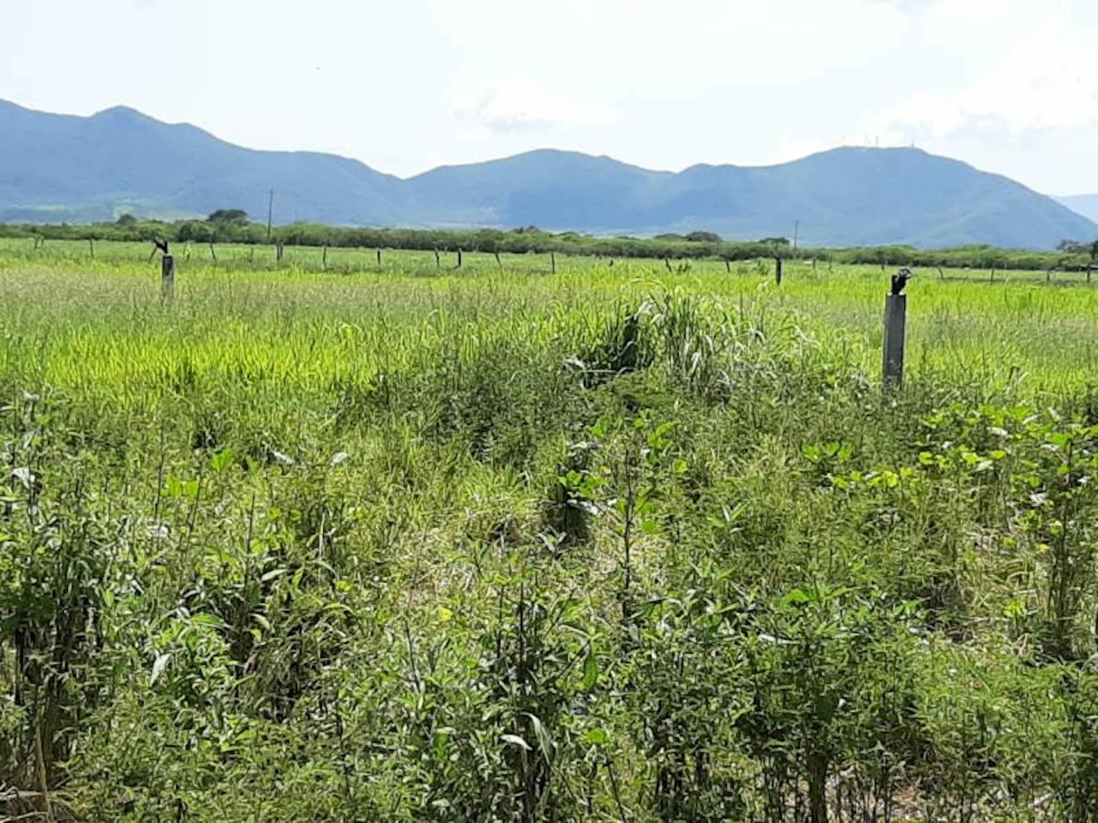Terreno En Renta En Cuauhtemoc, Cuauhtémoc, Colima