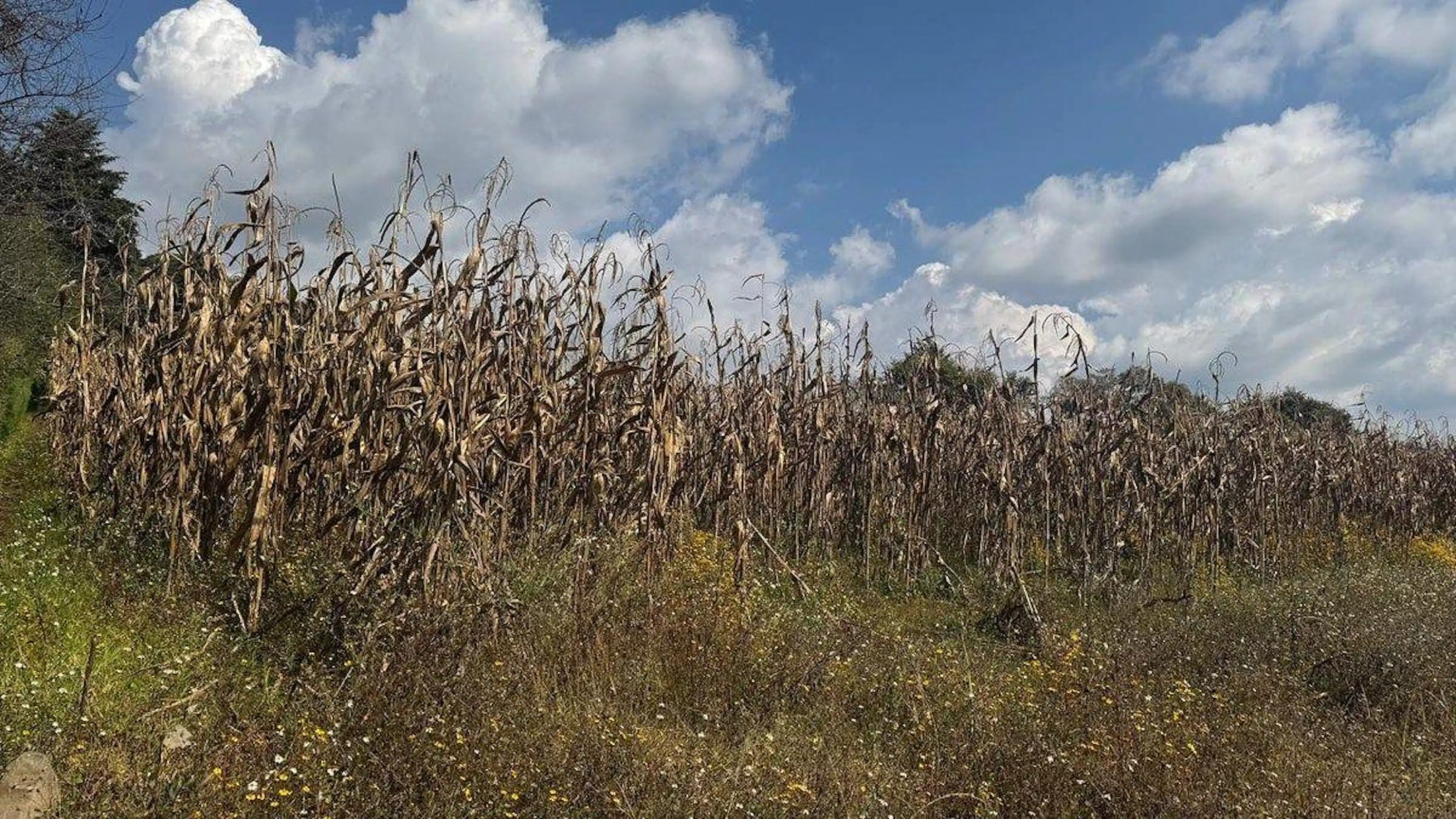 Terreno plano en venta en San Lucas del pulque