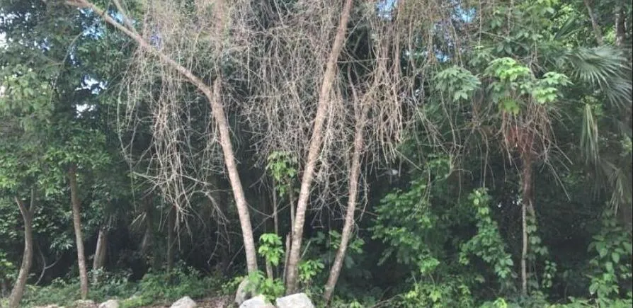 Terreno Spot2