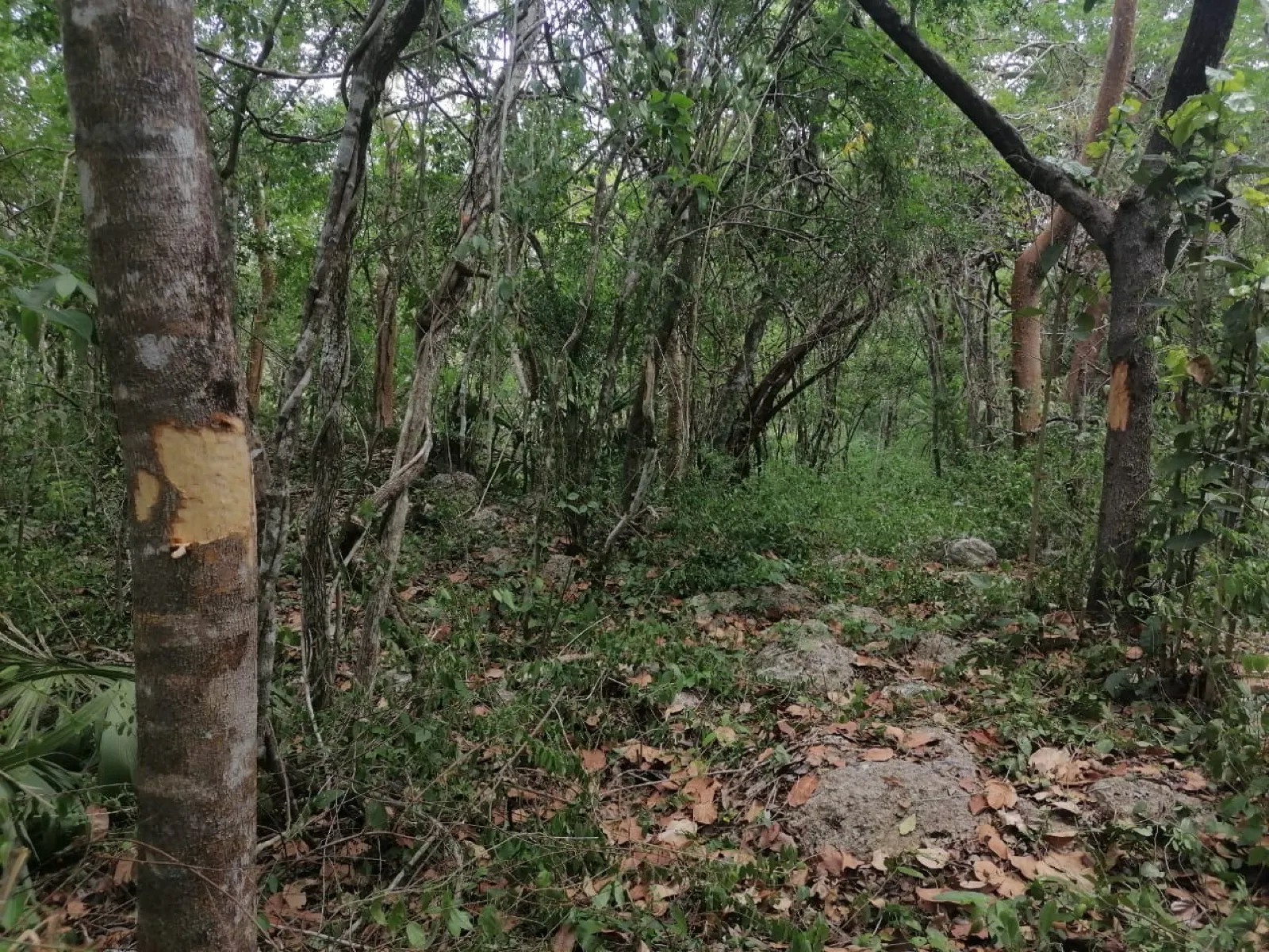 Terreno Spot2