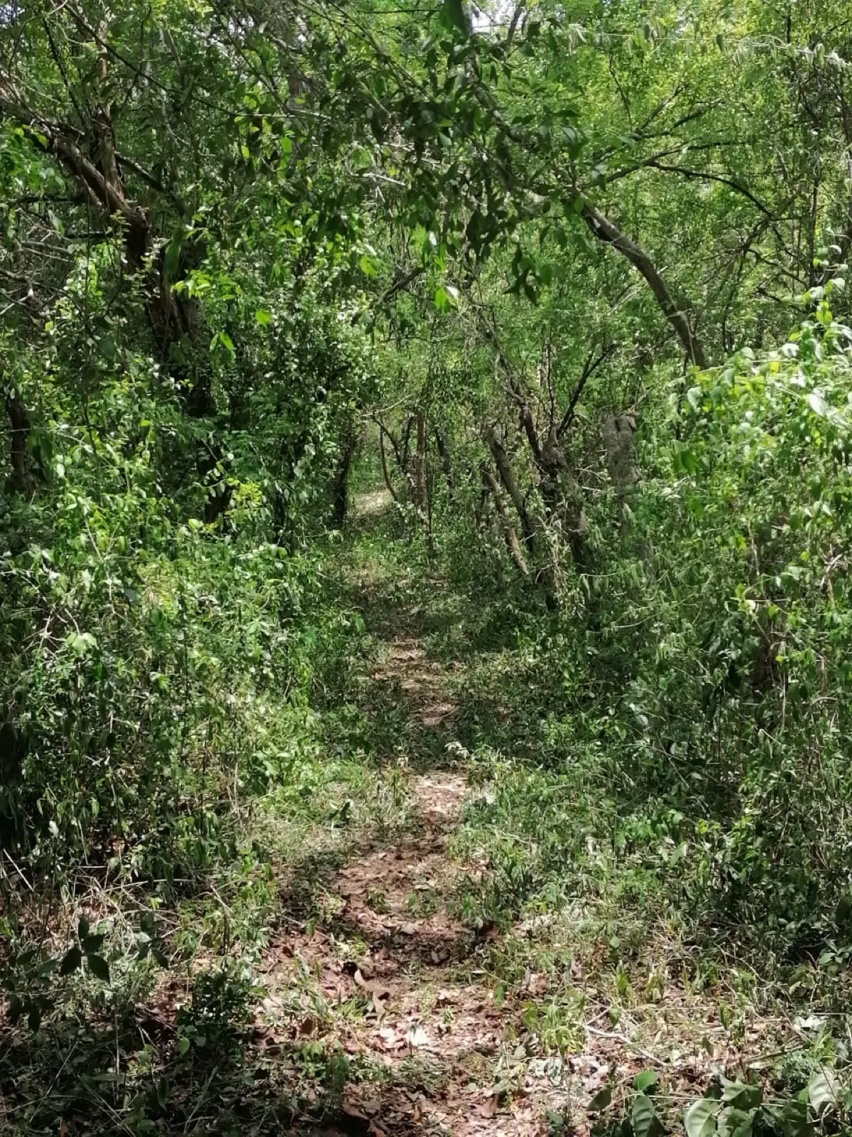 Terreno Spot2