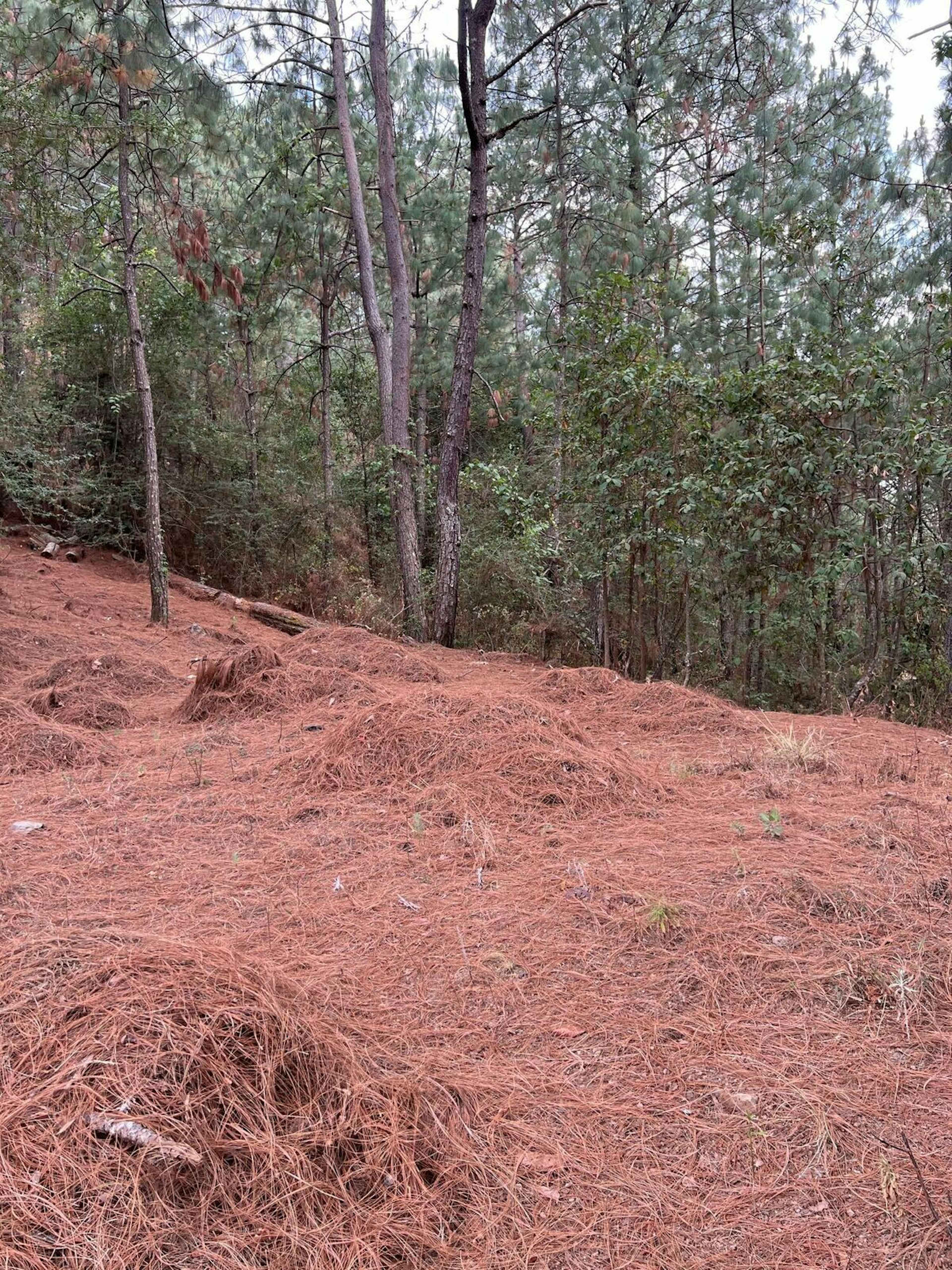 Terreno En Venta Fraccionamiento Pinos Mazamitla Jalisco