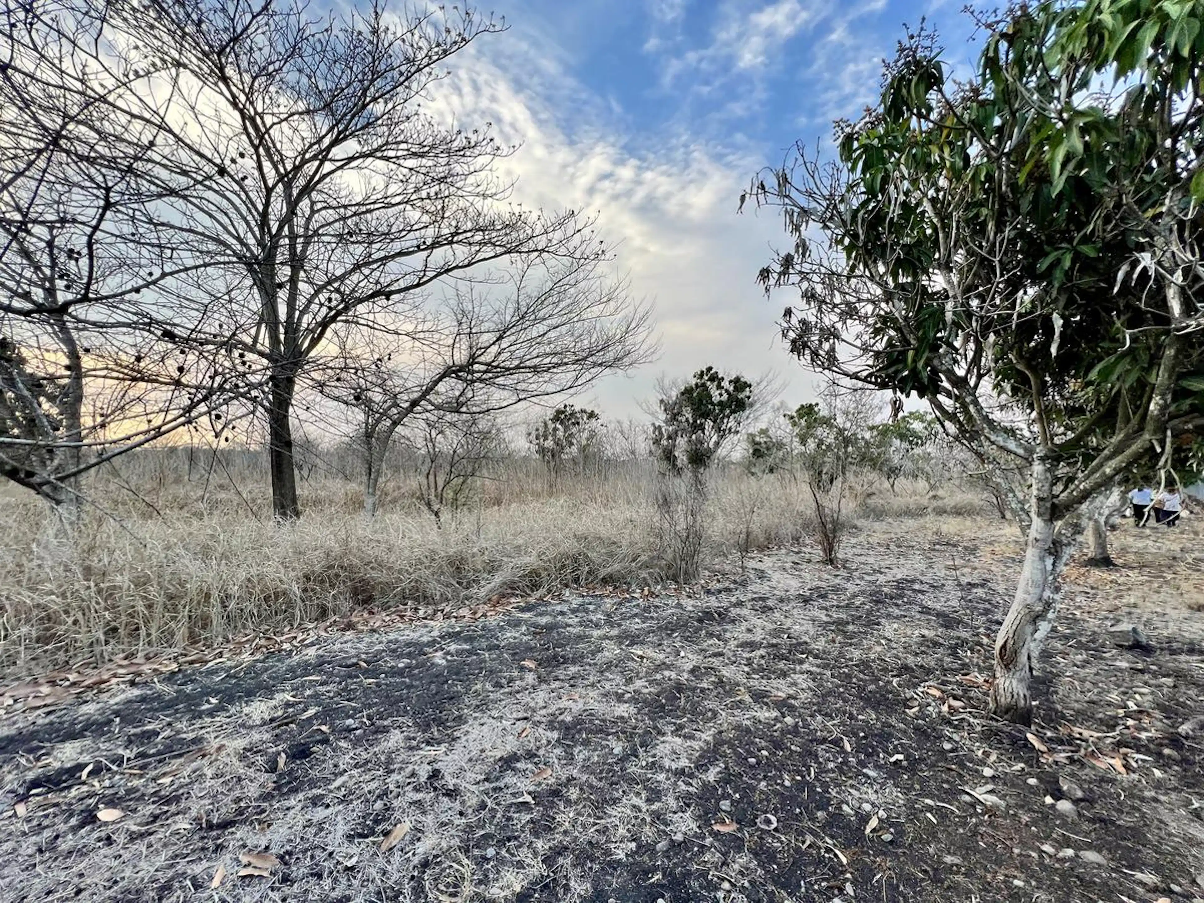 Terreno En Venta En Tamarindo Veracruz Sobre Carretera Frente Al Retén.