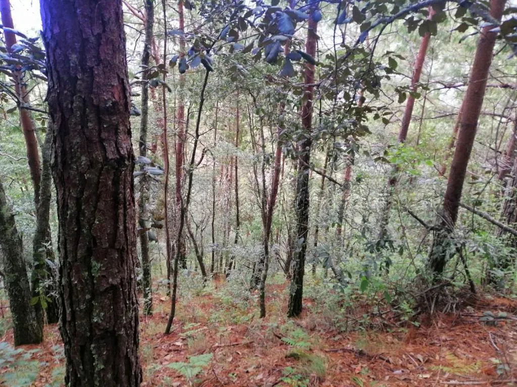 Terreno Spot2